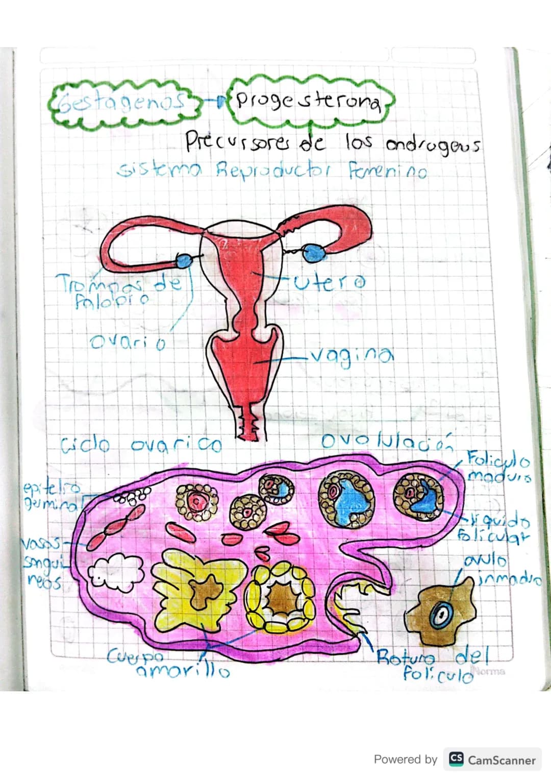 Hormonas sexuales Femenina

Resevidio sexual sundori ovarios
Desarrollo, mamario
Deariollo de los óvulos
cido ovarico
Ciclo mestrual
CGrasa 