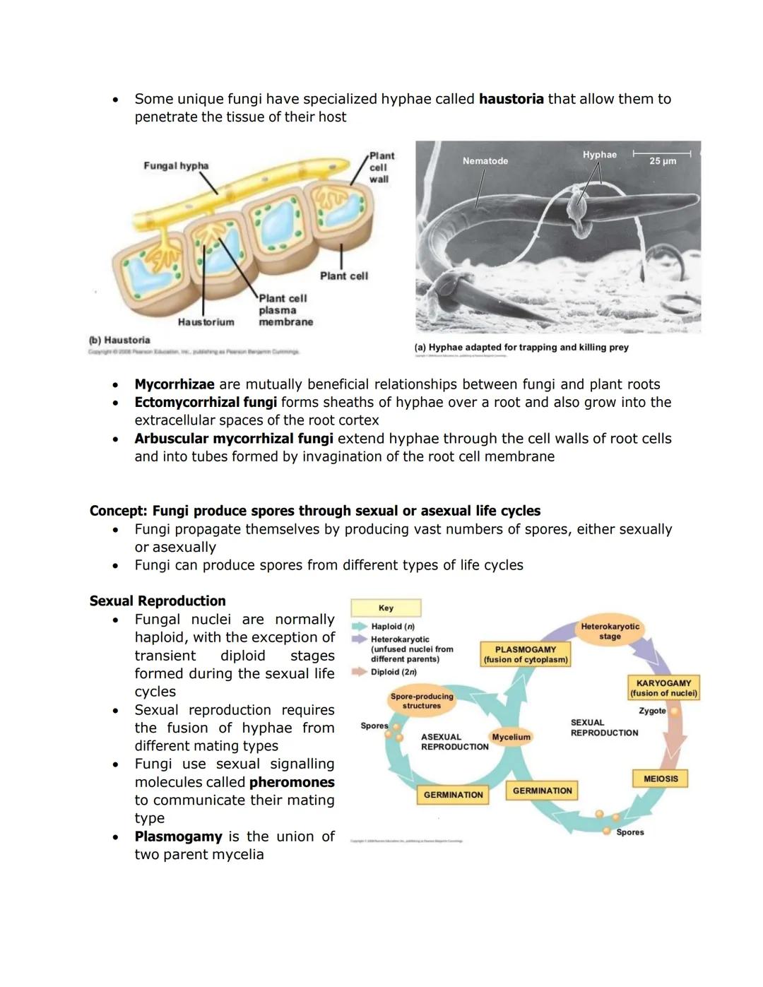 FUNGI, ALGAE, PROTOZOA, and PARASITES

- Some fungi have hyphae divided into
cells by septa, with pores allowing cell-
to-cell movement of o