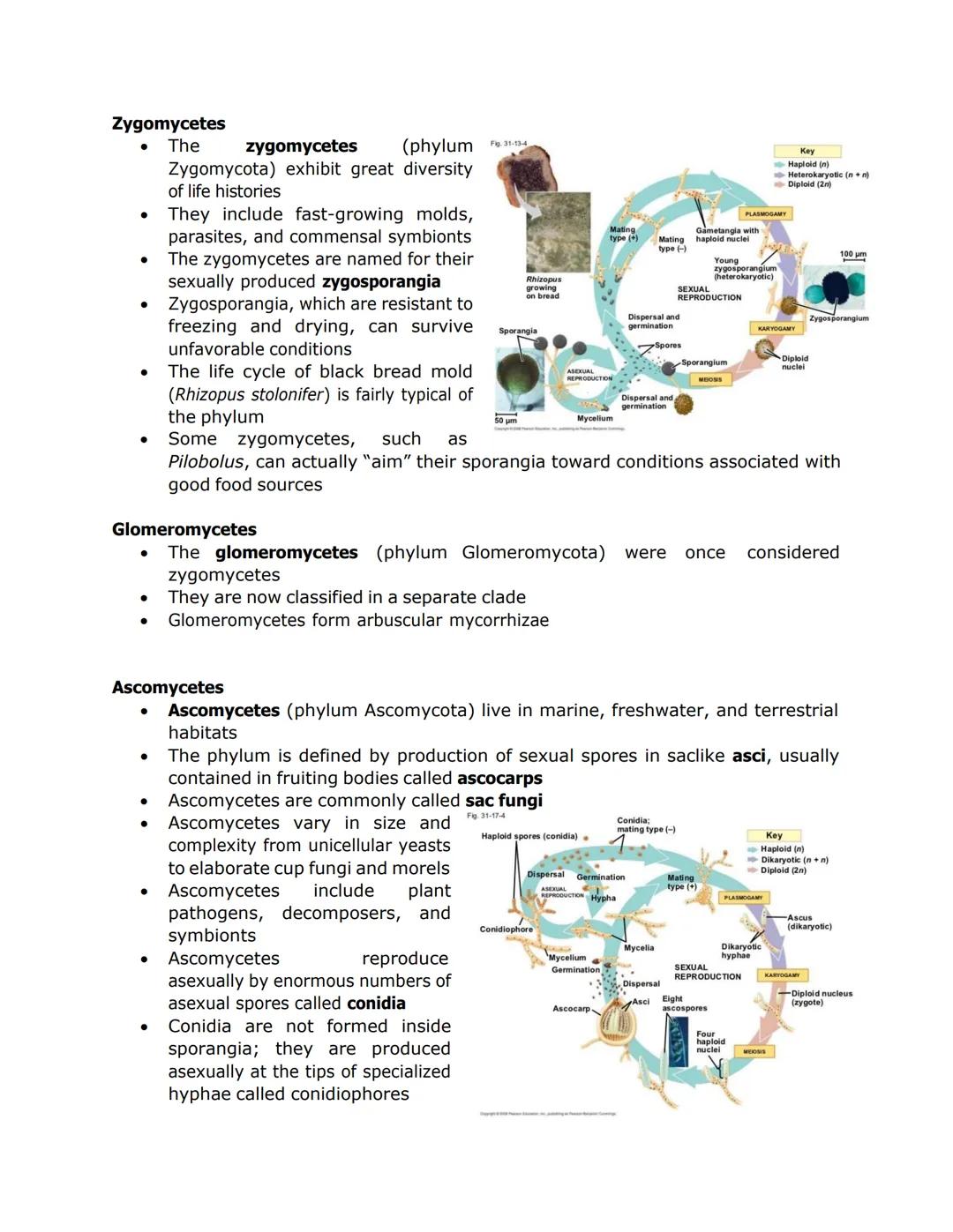 FUNGI, ALGAE, PROTOZOA, and PARASITES

- Some fungi have hyphae divided into
cells by septa, with pores allowing cell-
to-cell movement of o