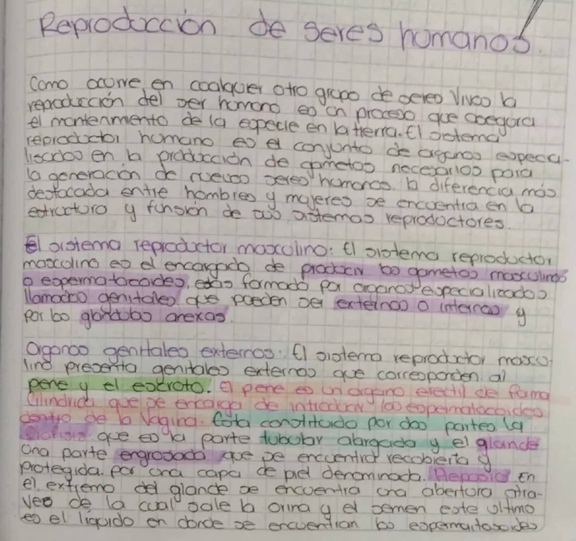 # Reproducción de seres humanos

Como ocurre en coalquier otro grupo de seres vivos la
reproducción del ser humano es on proceso que asegura