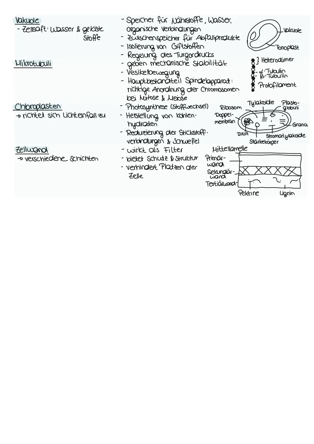 ## Zellbiologie

## Zellorganellen

| Funktion |
| --- |
| - Abgrenzung zum Zellinneren |
| - vermeidet Substanzvermischung |
| - Signale we