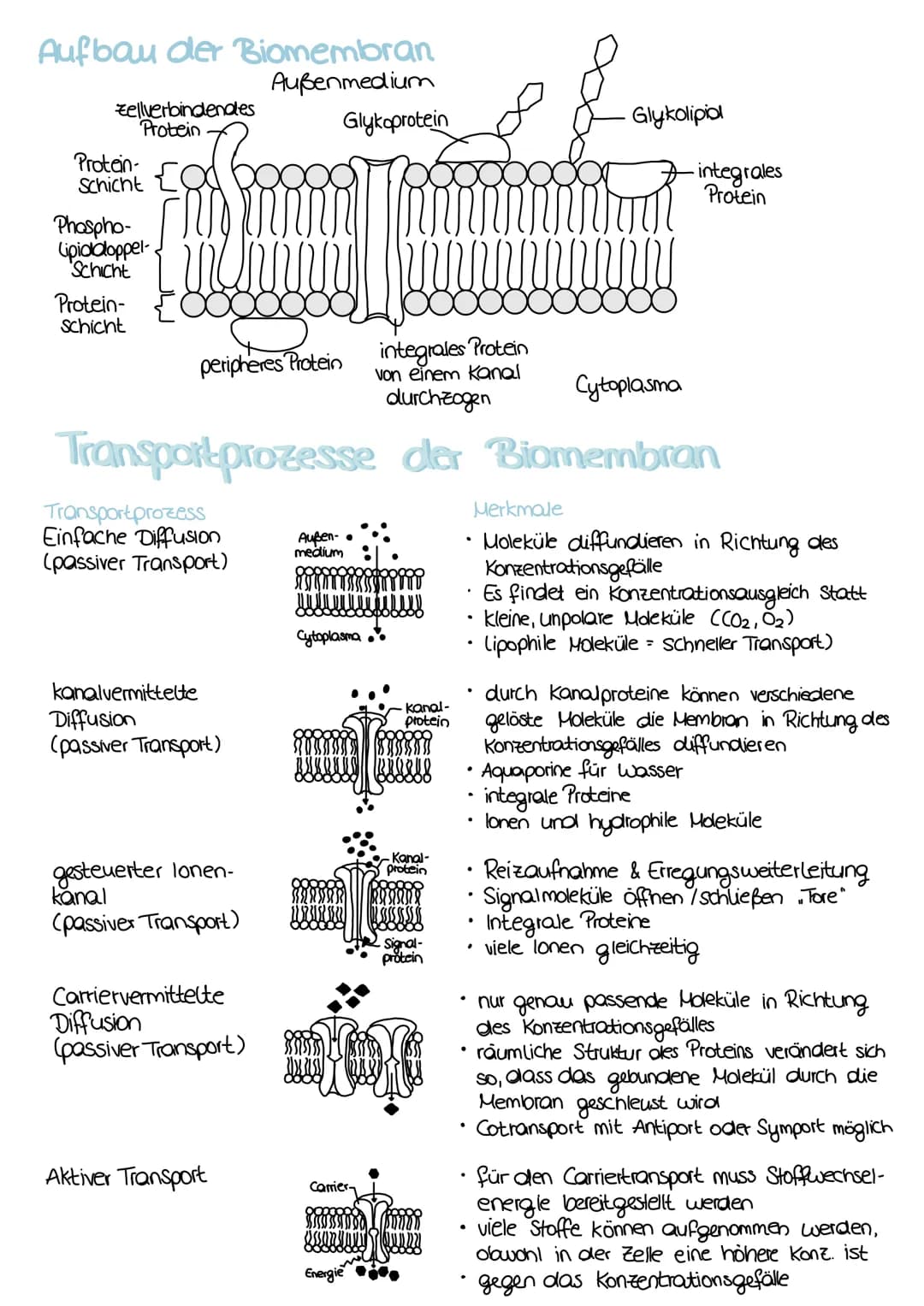 ## Zellbiologie

## Zellorganellen

| Funktion |
| --- |
| - Abgrenzung zum Zellinneren |
| - vermeidet Substanzvermischung |
| - Signale we