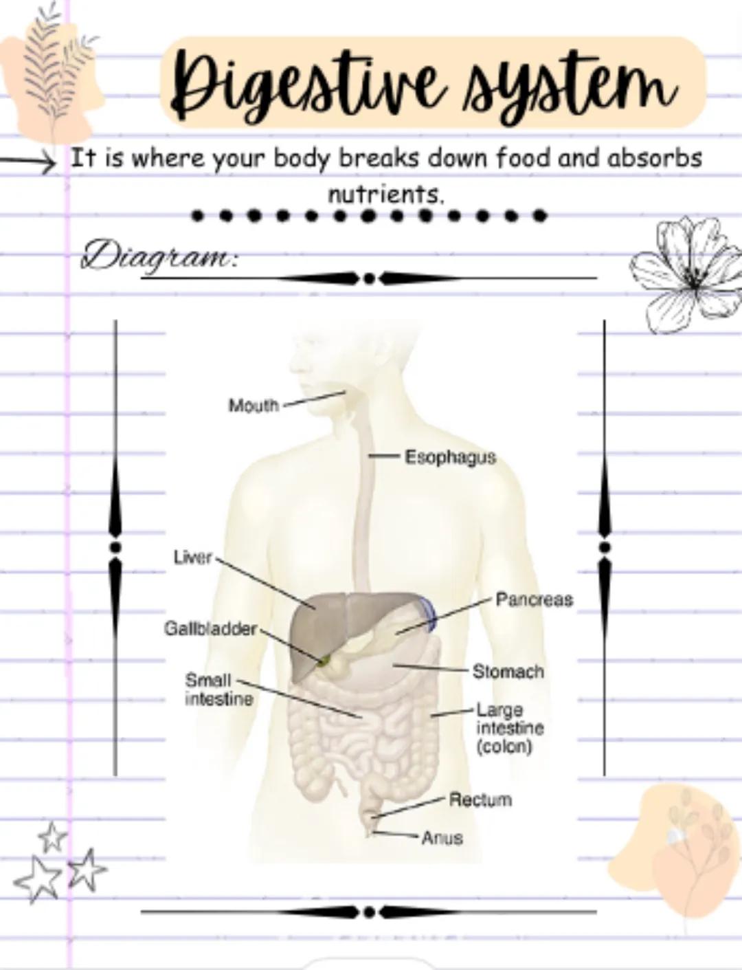 # Digestive system

It is where your body breaks down food and absorbs
nutrients.

Diagram:

Liver

Mouth

Esophagus

Pancreas

Gallbladder
