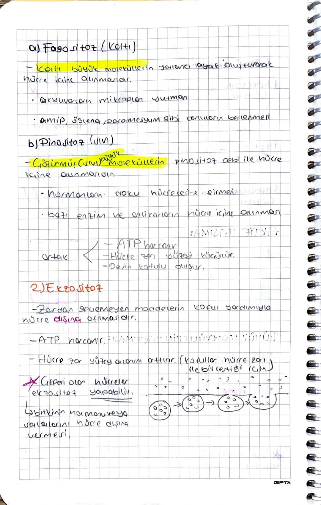 HÜCRE DUNARI:
*   vert ve lam geçirgendir.
*   Bakteriler Peptidoslikan
*   Arkeler Peu peptidognikon
*   Bitkiler vewroz
*   montorno kitin