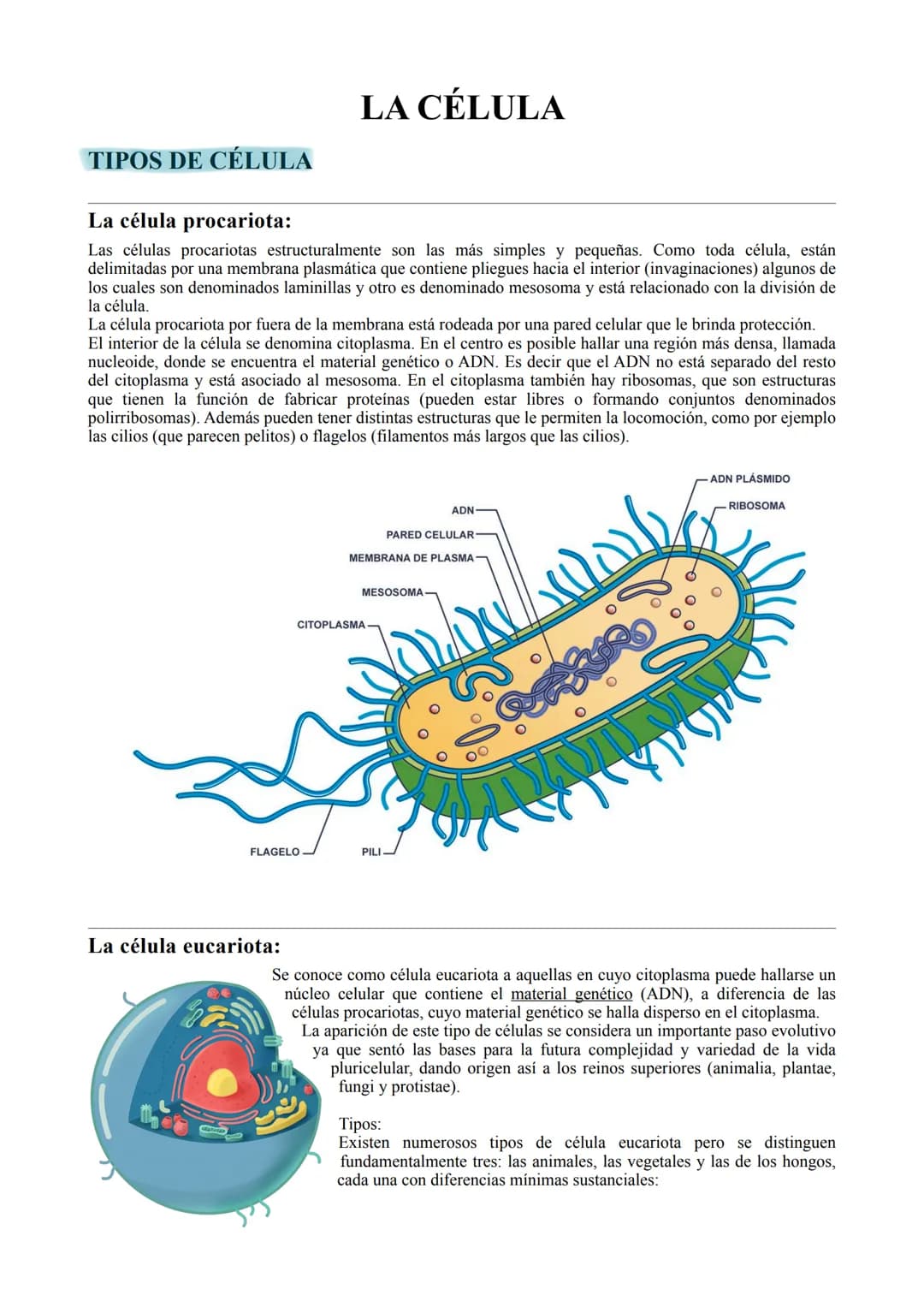 # LA CÉLULA

TIPOS DE CÉLULA

La célula procariota:

Las células procariotas estructuralmente son las más simples y pequeñas. Como toda célu