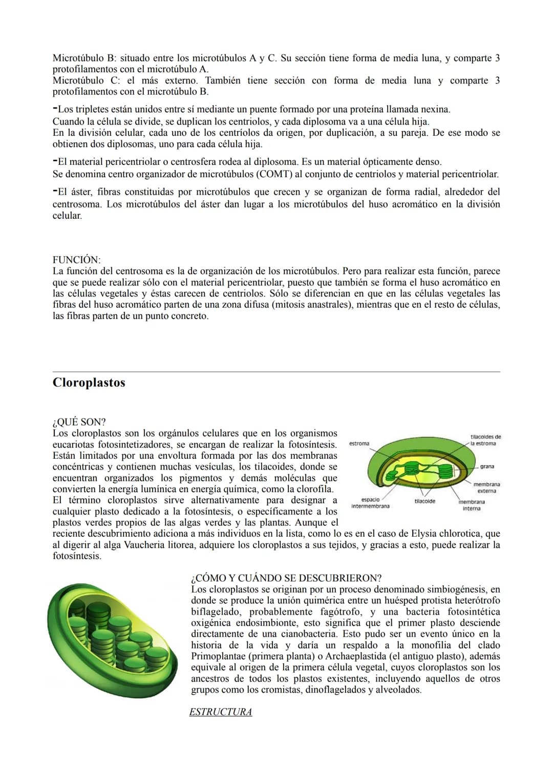 # LA CÉLULA

TIPOS DE CÉLULA

La célula procariota:

Las células procariotas estructuralmente son las más simples y pequeñas. Como toda célu