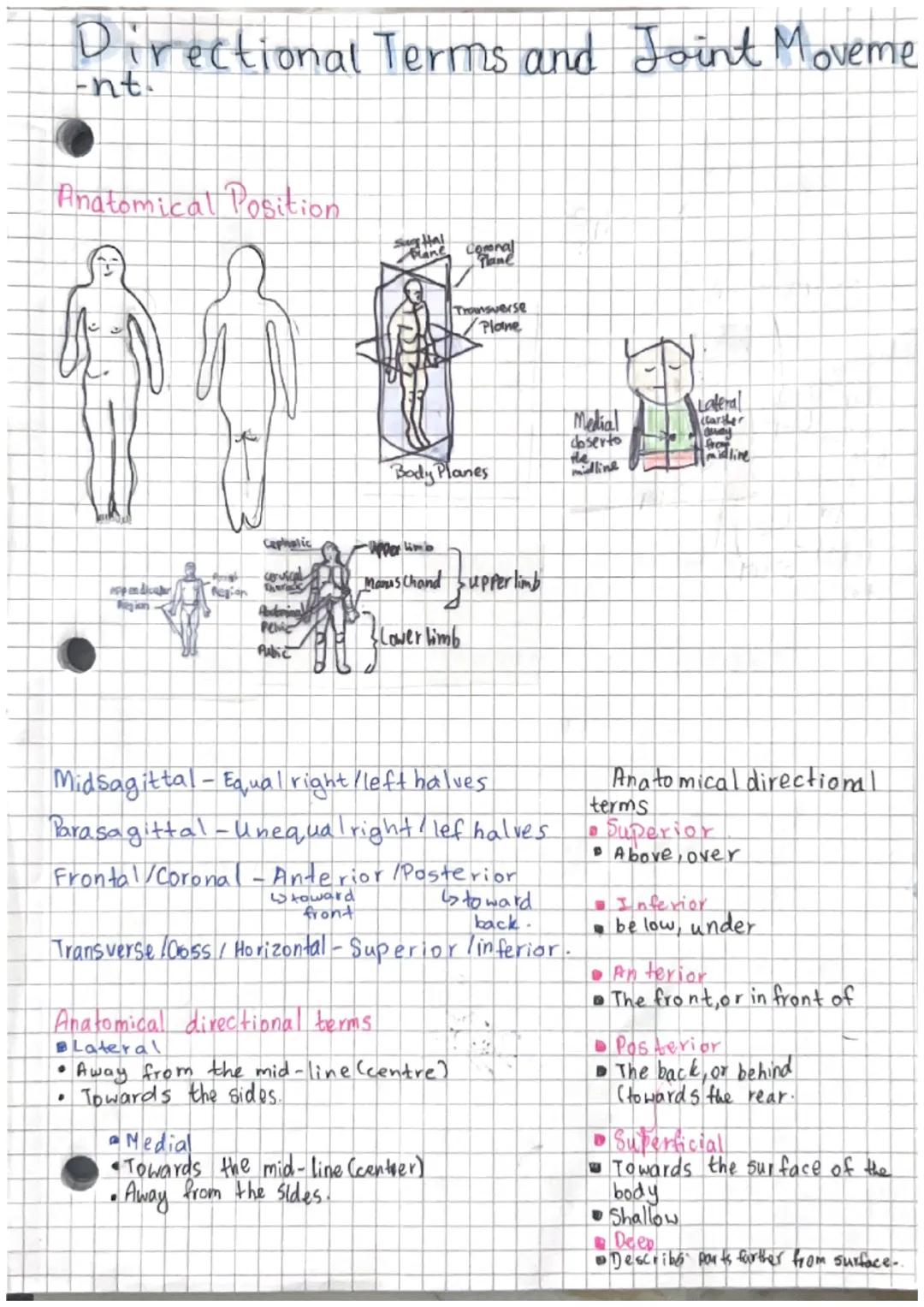 # Directional Terms and Joint Moveme
-nt.

## Anatomical Position

sughal
Mane

Tromsverse
Plane

Medial
coserto
Lateral
Carther
Body Planes
