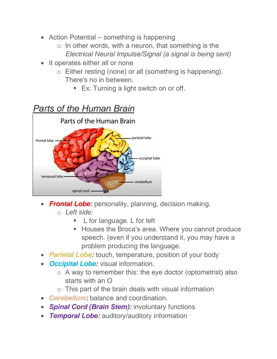 PSYCH101 - Chapter 2 Lecture notes

*Chapter 2 includes Neurons, Resting vs. Action Potential, Basic Parts
of The Brain Including the Lobes,