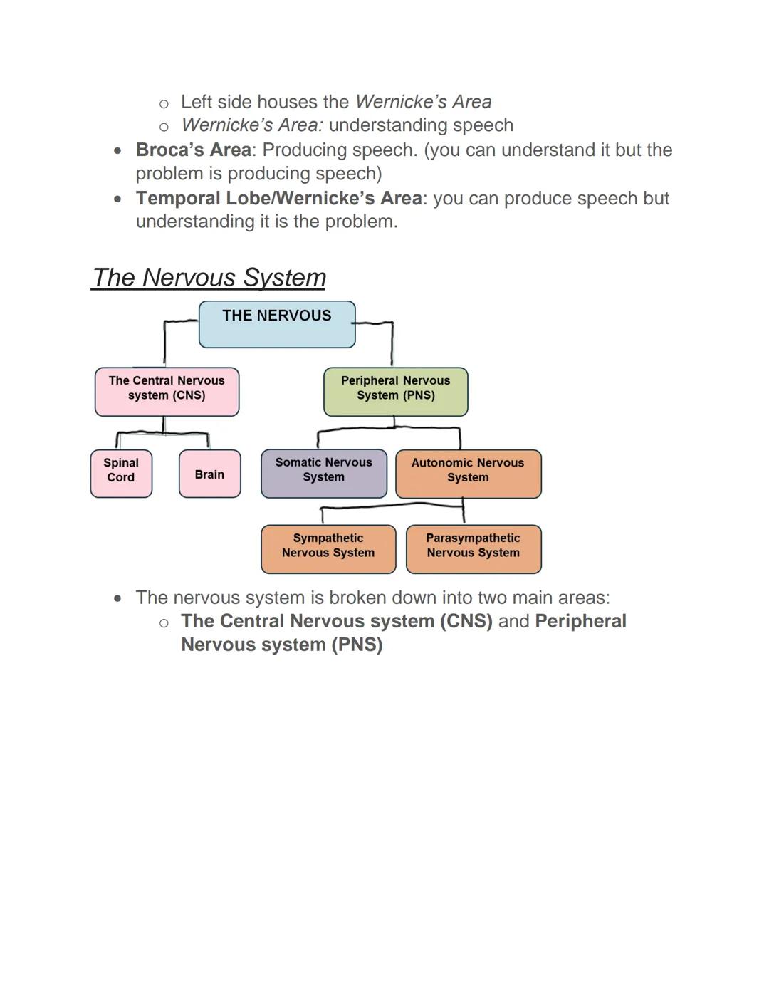 PSYCH101 - Chapter 2 Lecture notes

*Chapter 2 includes Neurons, Resting vs. Action Potential, Basic Parts
of The Brain Including the Lobes,