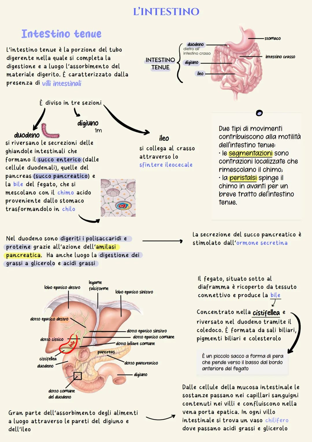 # Apparato digerente

È il complesso degli organi adibiti alla masticazione del cibo, alla
degradazione delle grosse molecole contenute negl