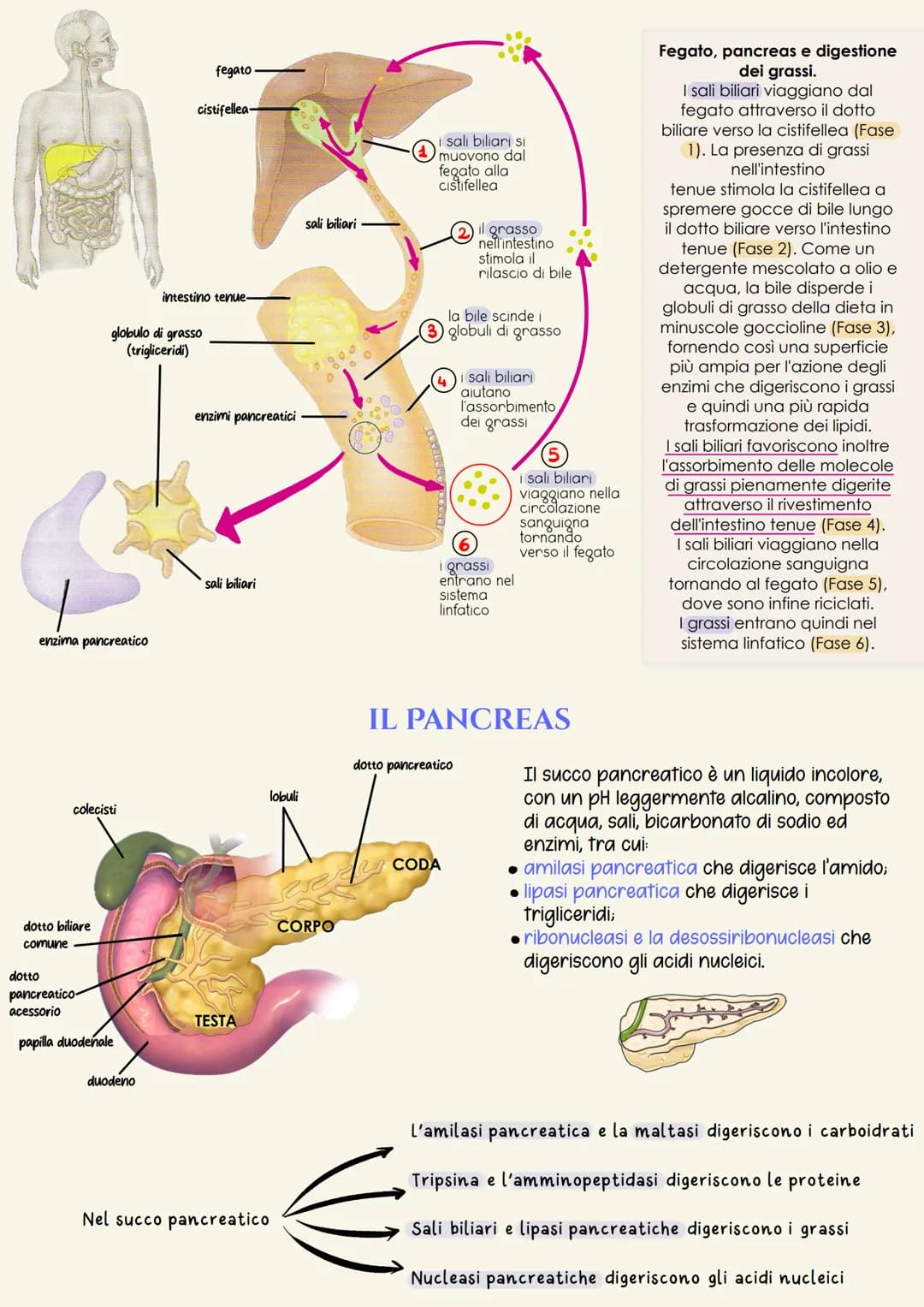 # Apparato digerente

È il complesso degli organi adibiti alla masticazione del cibo, alla
degradazione delle grosse molecole contenute negl