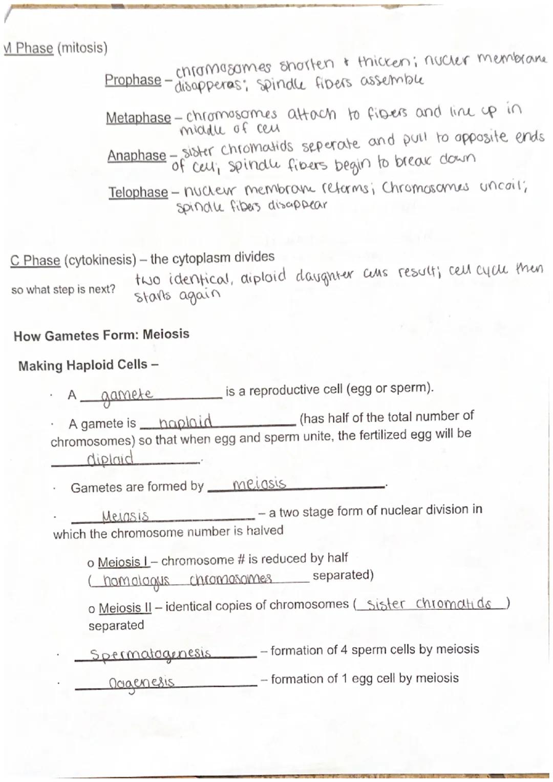 Bio I
Unit 5 Notes: Cell Reproduction
Maryanna s.

Chromosome Structure:
*   Chromosomes are rod-shaped structures made
of DNA and protein
*