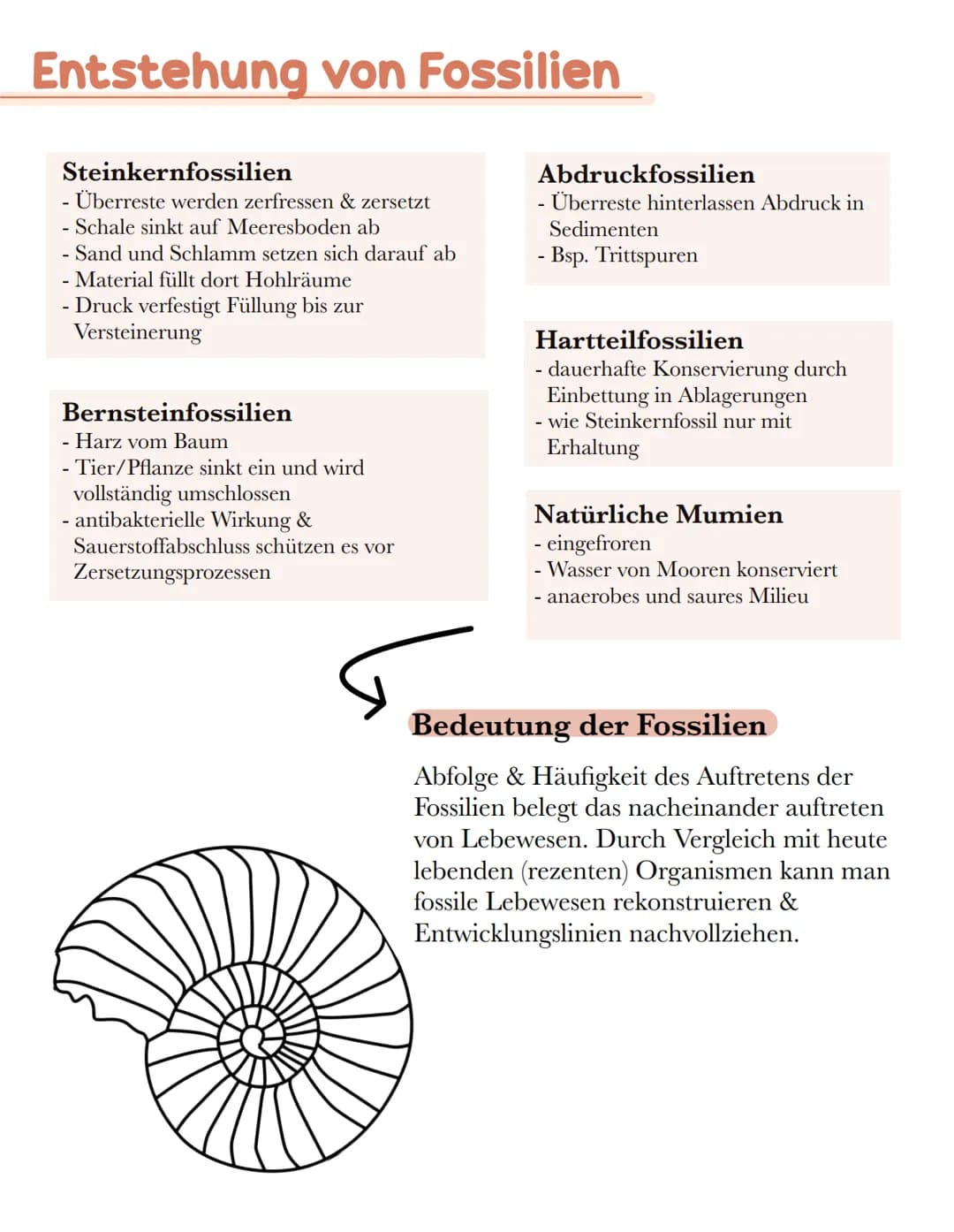 # Entstehung von Fossilien

Steinkernfossilien
- Überreste werden zerfressen & zersetzt
- Schale sinkt auf Meeresboden ab
- Sand und Schlamm