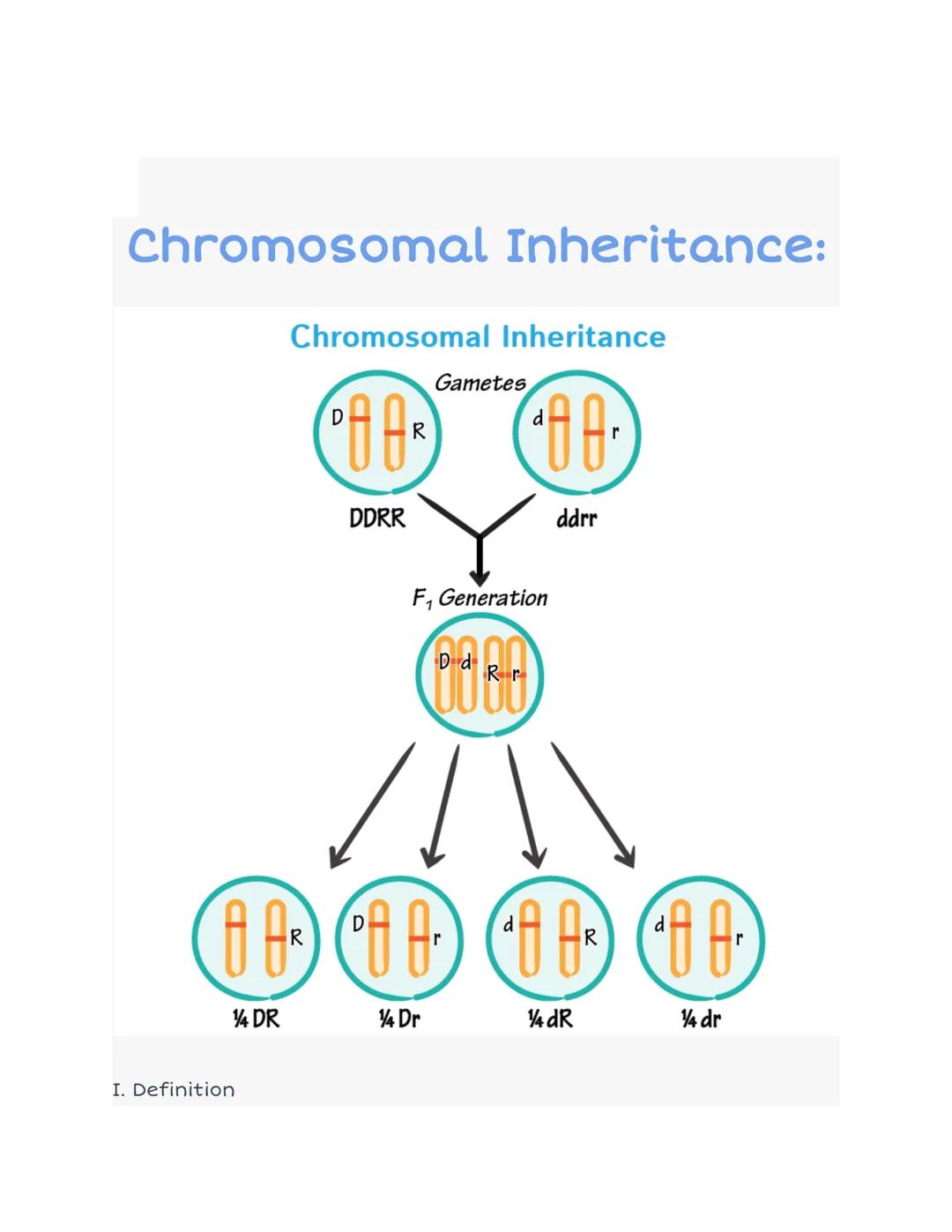 # Chromosomal Inheritance:
Chromosomal Inheritance

D
R
Gametes

00 00

r
I. Definition
DDRR
F₁ Generation
DdRr
ddrr

D
R
R

00 00 00 00


1