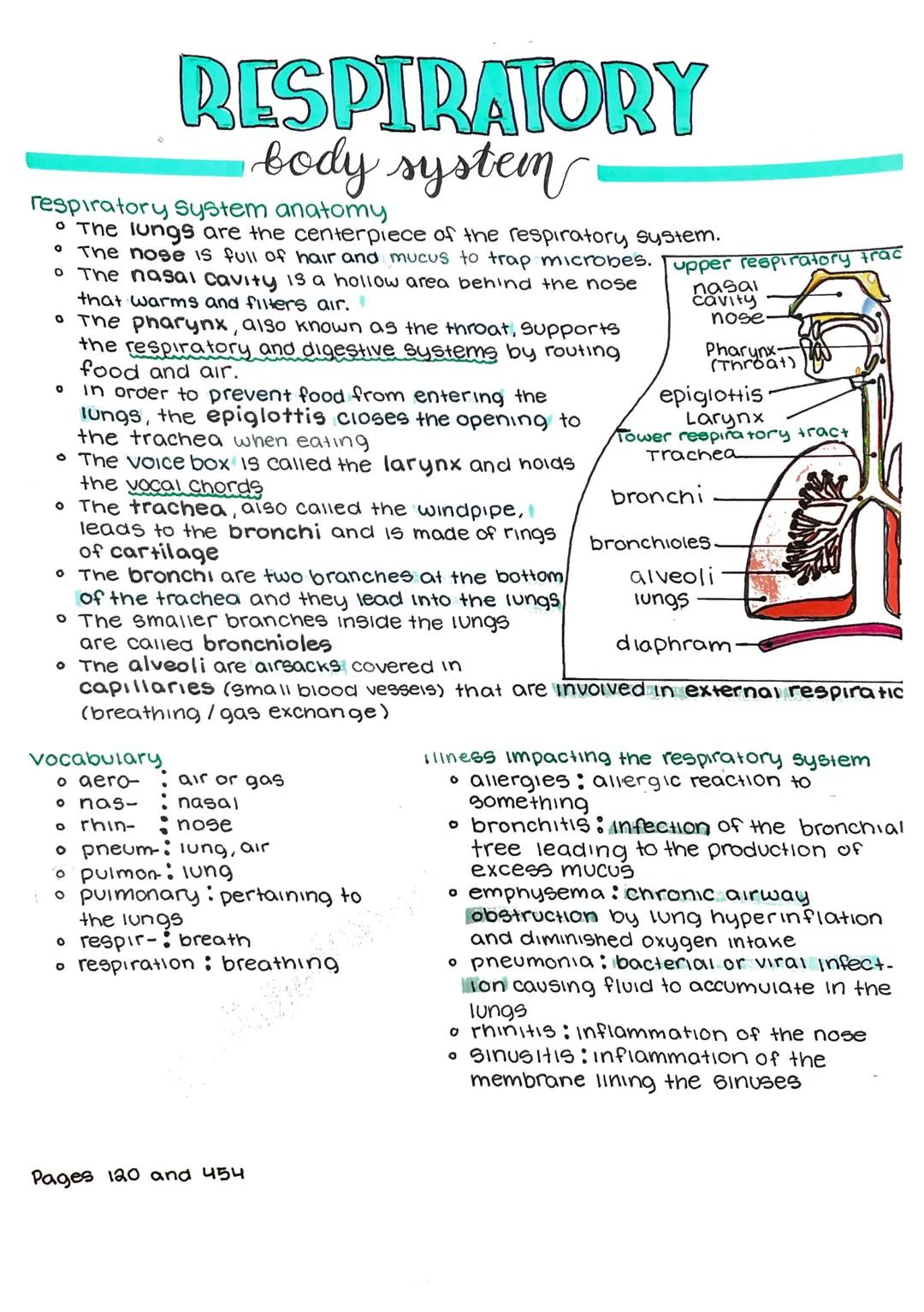 # RESPIRATORY
body system
respiratory System anatomy
*   The lungs are the centerpiece of the respiratory system.
*   The nose is full of ha