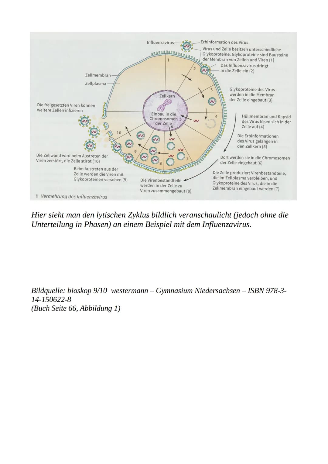 Lytischer Zyklus:
Die 4 Phasen der Virusvermehrung

Phase 1: Adsorptionsphase)
Passen die Hüllproteine des Virus mit den Rezeptoren der Körp