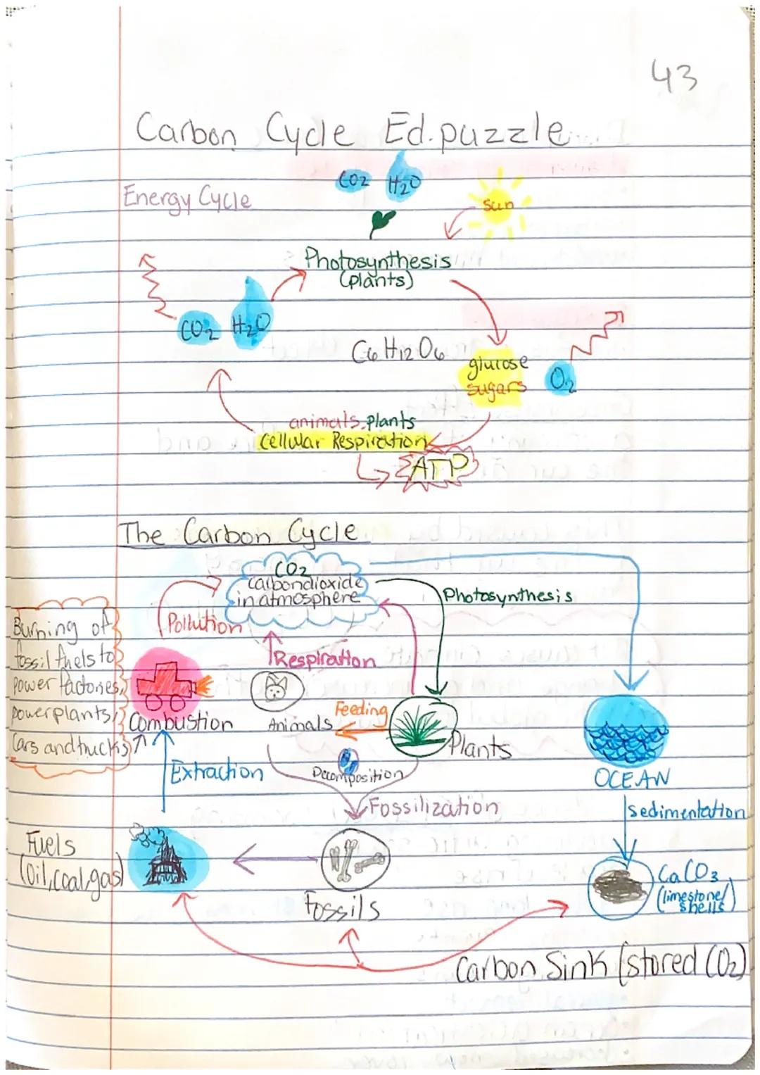 Carbon Cycle Ed.puzzle.....

Energy Cycle

(02 H20

Photosynthesis
(plants)

Sun

CO2 H2O

C6H12O6
Sugars
glucose On

bao
animals, plants
Ce