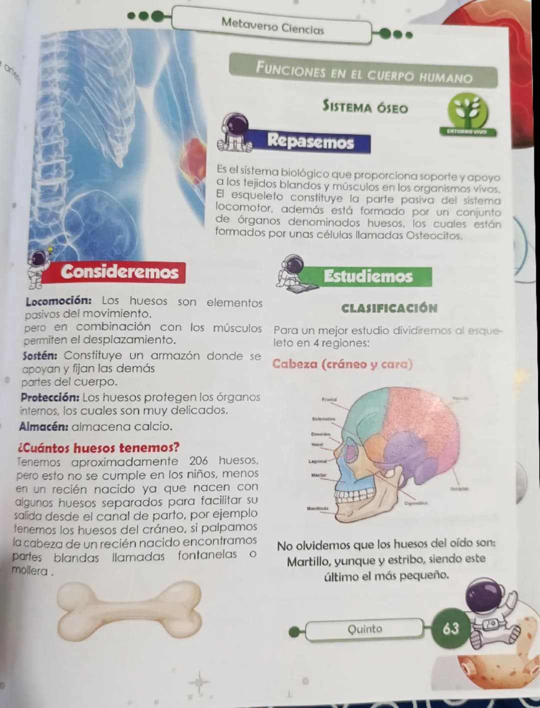 Metaverso Ciencias

FUNCIONES EN EL CUERPO HUMANO

SISTEMA ÓSEO

Repasemos

ENTORNO VIVO
Es el sistema biológico que proporciona soporte y a