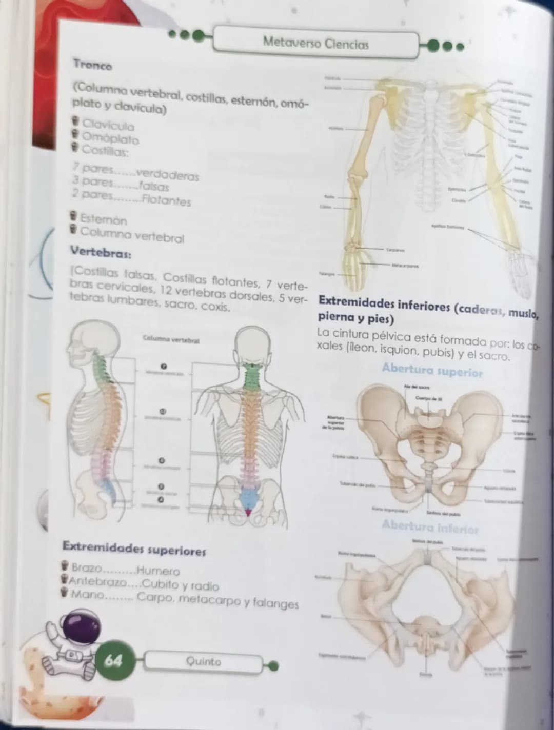 Metaverso Ciencias

FUNCIONES EN EL CUERPO HUMANO

SISTEMA ÓSEO

Repasemos

ENTORNO VIVO
Es el sistema biológico que proporciona soporte y a
