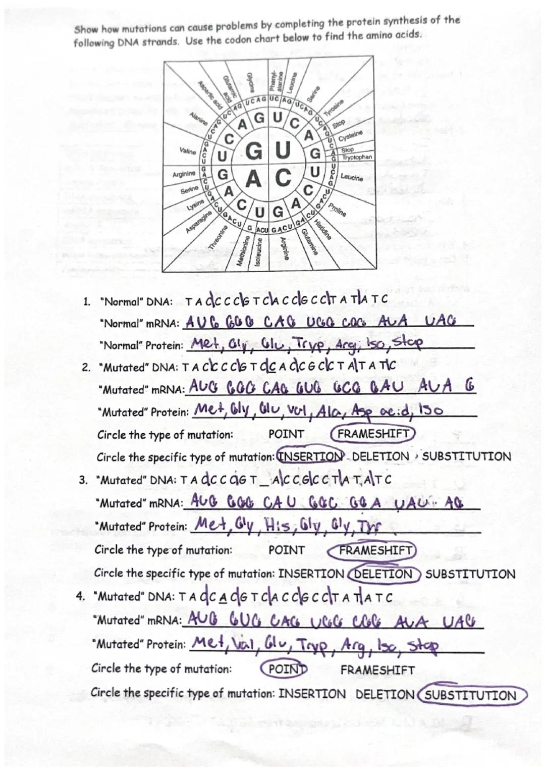 # Mutations Worksheet

Part 1: Gene Mutations

In the chart below, transcribe the DNA sequence into mRNA. Then use the codon
chart (below) t