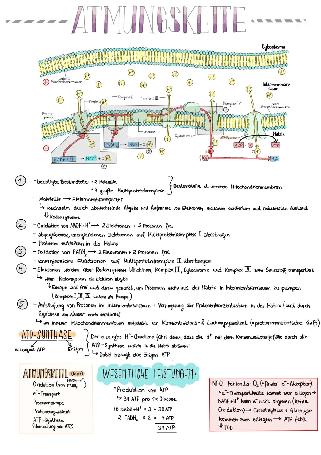 # ATMUNGSKETTE

Cytoplasma

Komplex II

Komplex III

Protonen-
pumpe

Θ

NADH+H NAD+2H

Komplex IV

Cytochrom c

FADH

FAD+2

ADP+

2(H

H

