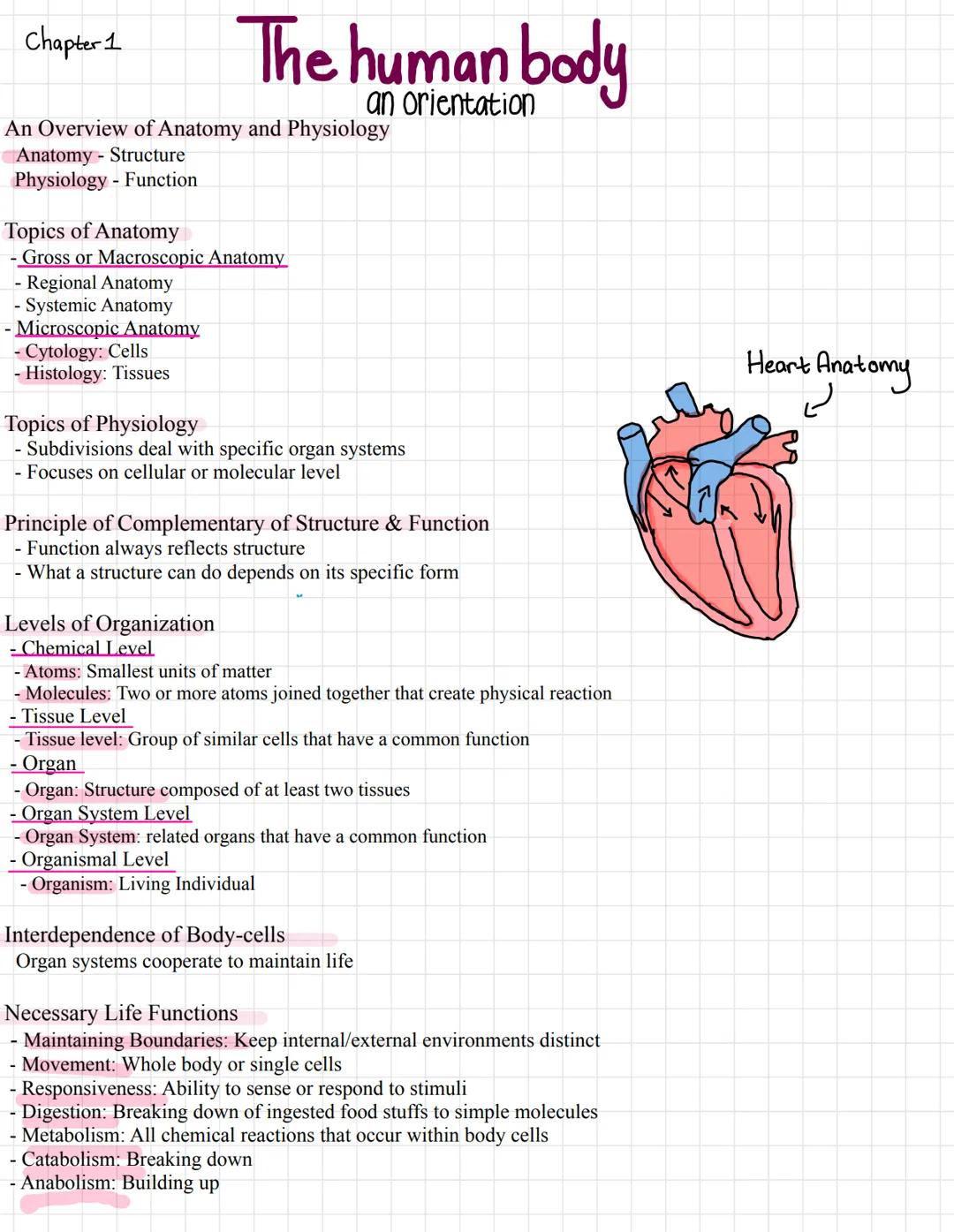 # Chapter 1

The human body
an orientation

An Overview of Anatomy and Physiology
- Anatomy Structure
- Physiology - Function

Topics of Ana