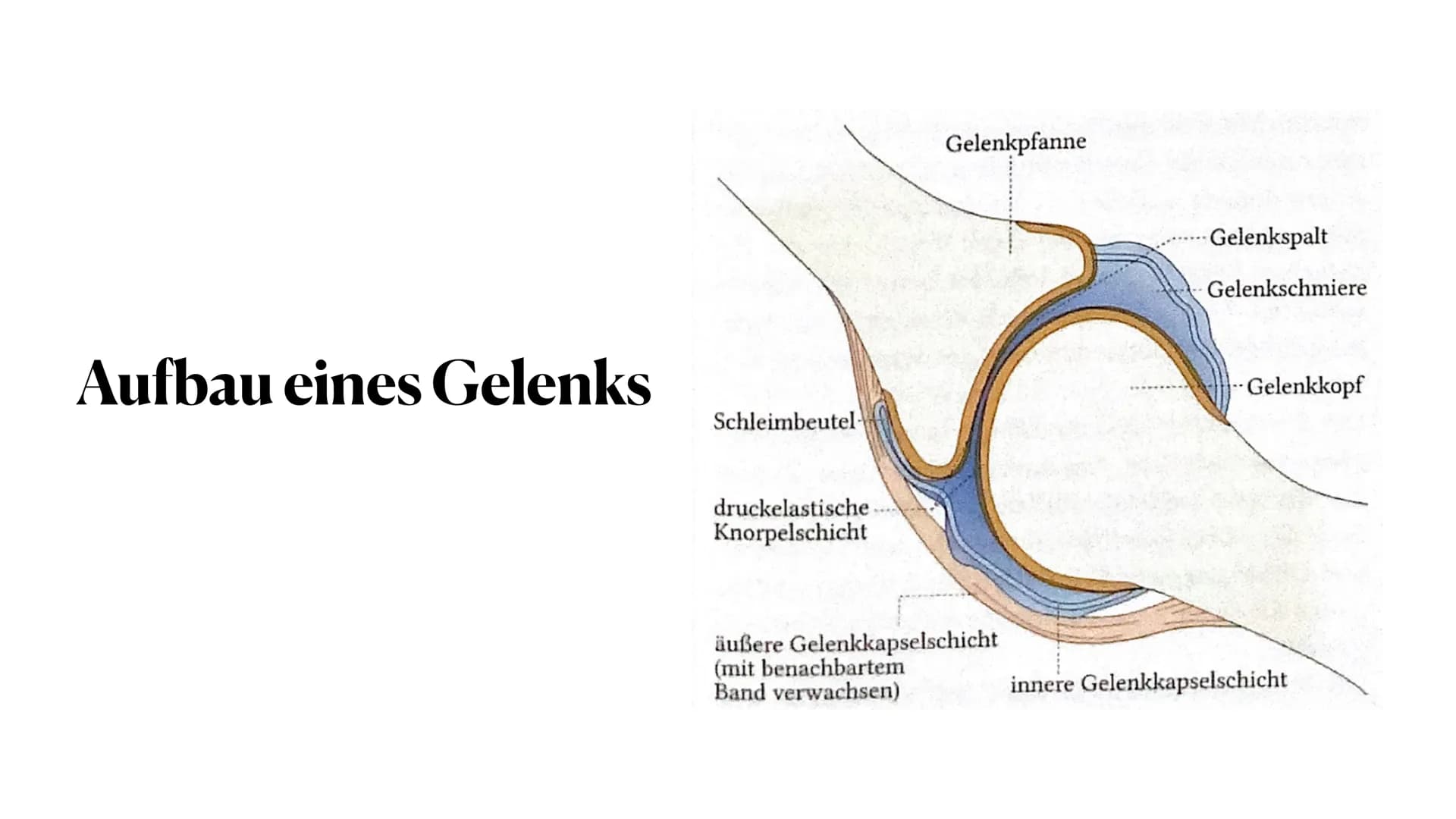 # Sportbiologische Grundlagen
des Trainings

1. Bewegungsapparat

Anna-Lena Wiechmann # Gliederung

- Vorstellung Bewegungsapparat
- Vorstel