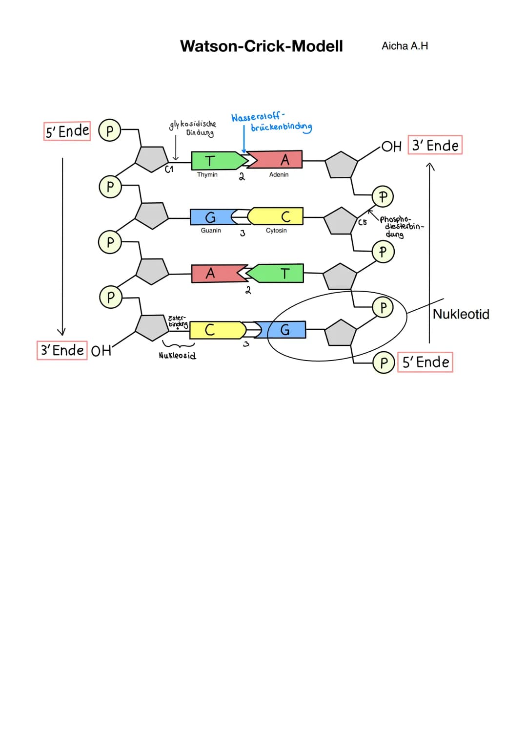 # Q1.1 Von der DNA zum Protein

Aicha A.H # Von der DNA zum Protein Q1.1

Q1 Abitur 2023 - Biologie LK

Aufbau der DNA und das Watson-Crick 