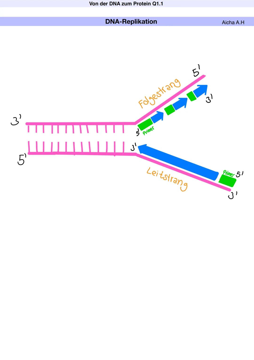 # Q1.1 Von der DNA zum Protein

Aicha A.H # Von der DNA zum Protein Q1.1

Q1 Abitur 2023 - Biologie LK

Aufbau der DNA und das Watson-Crick 