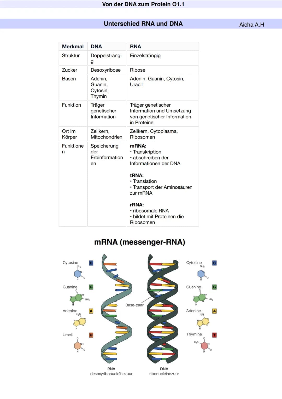 # Q1.1 Von der DNA zum Protein

Aicha A.H # Von der DNA zum Protein Q1.1

Q1 Abitur 2023 - Biologie LK

Aufbau der DNA und das Watson-Crick 