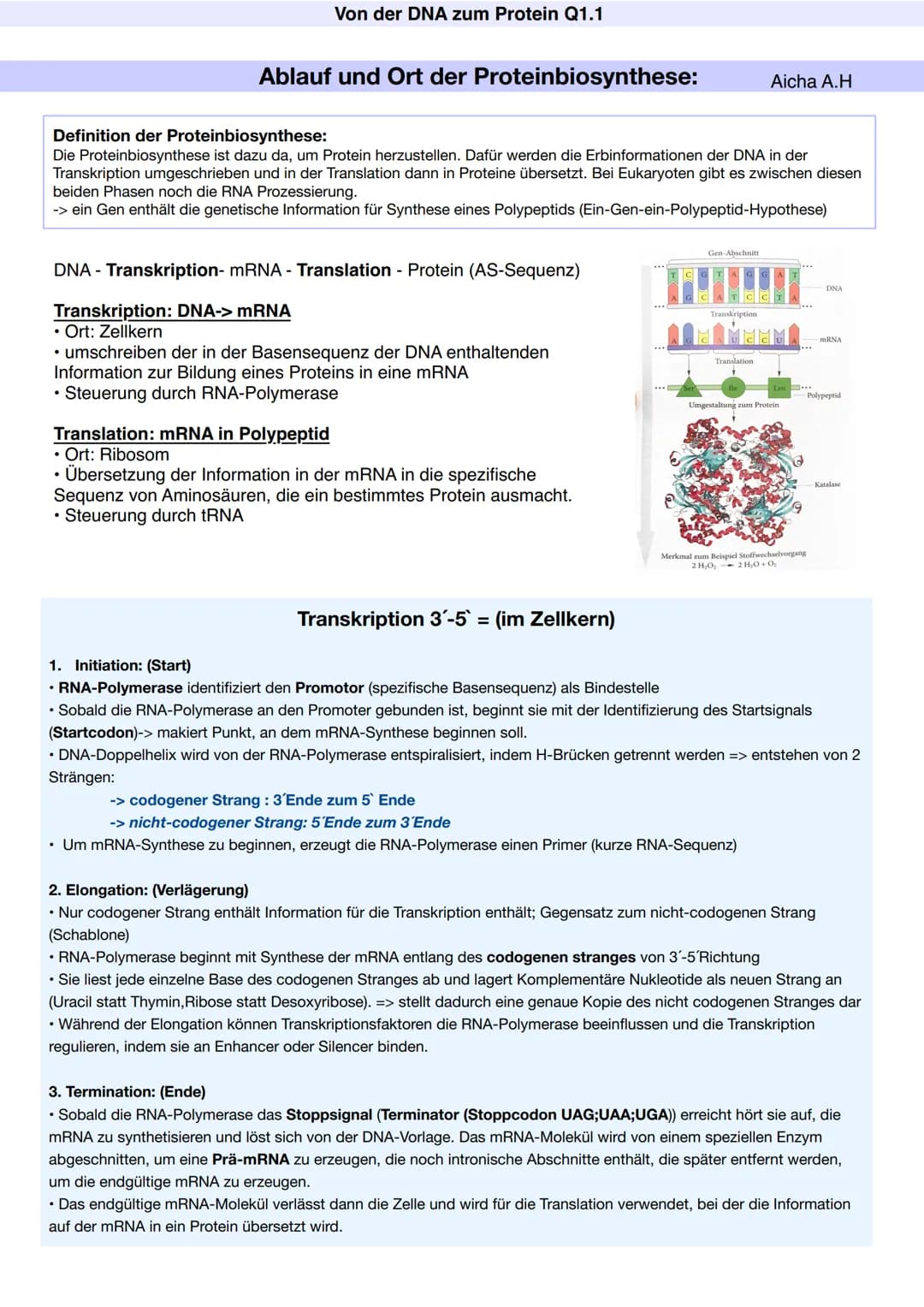 # Q1.1 Von der DNA zum Protein

Aicha A.H # Von der DNA zum Protein Q1.1

Q1 Abitur 2023 - Biologie LK

Aufbau der DNA und das Watson-Crick 