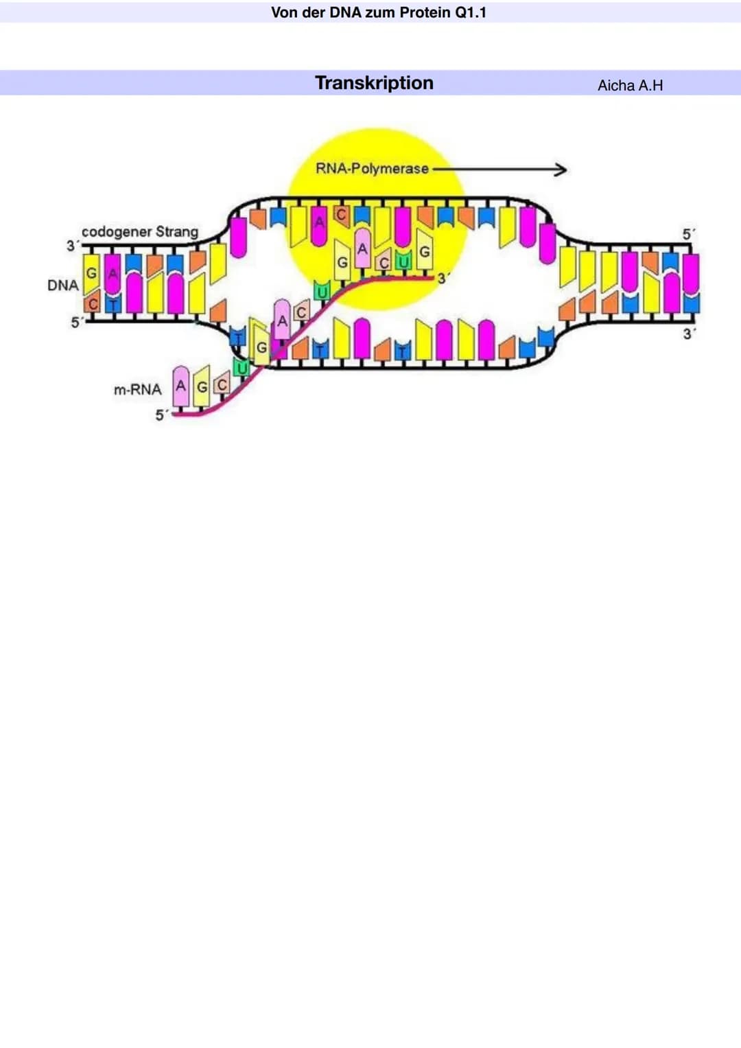 # Q1.1 Von der DNA zum Protein

Aicha A.H # Von der DNA zum Protein Q1.1

Q1 Abitur 2023 - Biologie LK

Aufbau der DNA und das Watson-Crick 