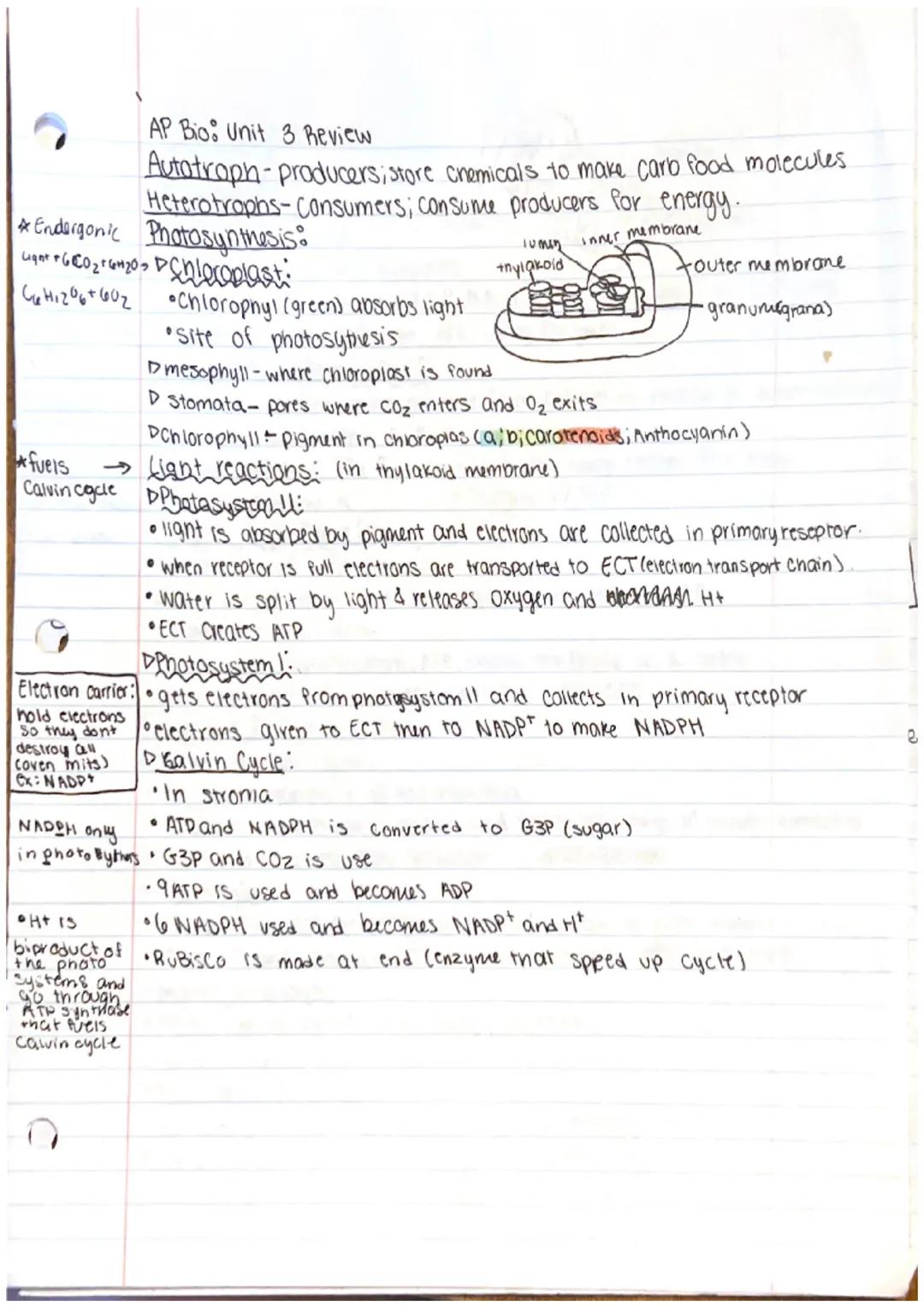AP Bio: Unit 3 Review

Autotroph- producers; store chemicals to make carb food molecules
Heterotrophs-Consumers; consume producers for energ