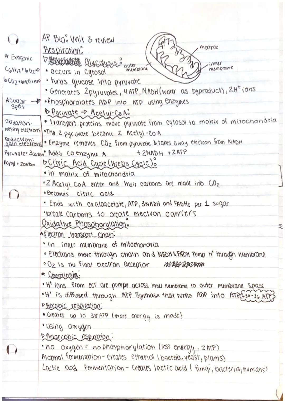AP Bio: Unit 3 Review

Autotroph- producers; store chemicals to make carb food molecules
Heterotrophs-Consumers; consume producers for energ