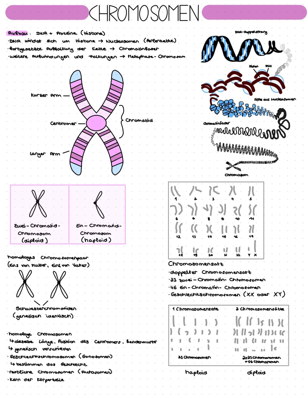 # CHROMOSOMEN

Aufbau. DNA + Proteine (Histone)
- DNA windet sich um Histone Nucleosomen (Perlenkette)
- fortgesetzte Auffaltung der Kette C