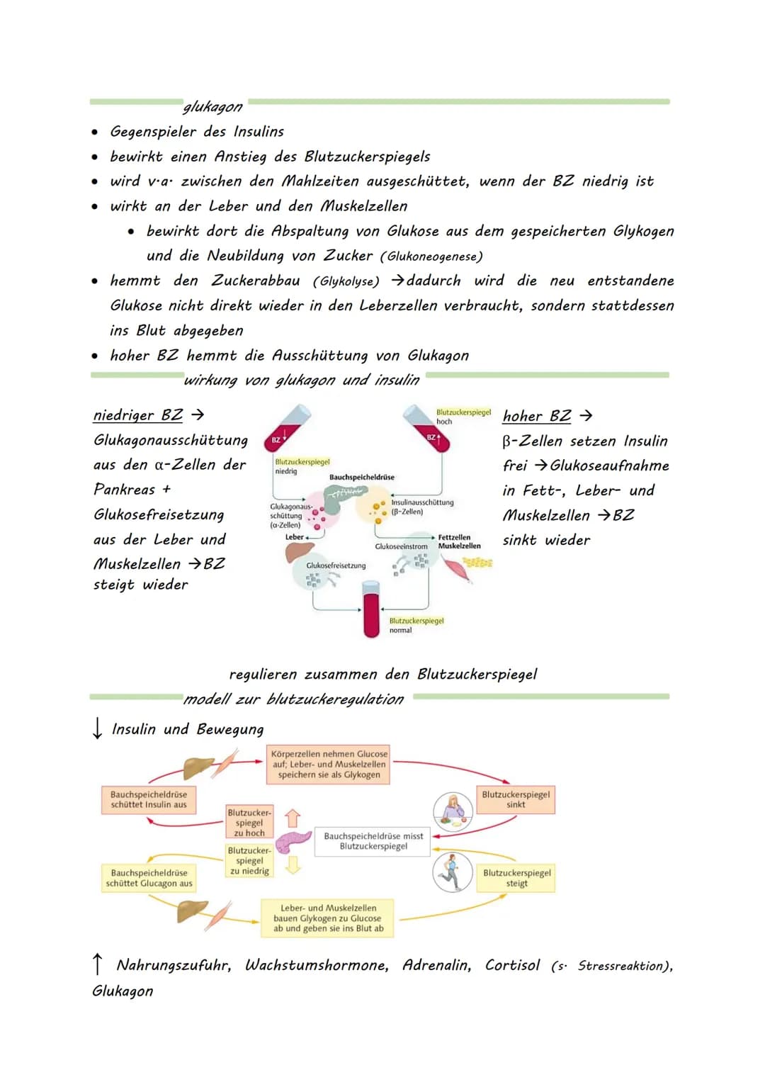 DIABETES MELLITUS

- honigsüßer Durchfluss -

= meist eine Stoffwechselerkrankung, mit erhöhtem Blutzuckerspiegel
(Hyperglykämie)

*   beruh