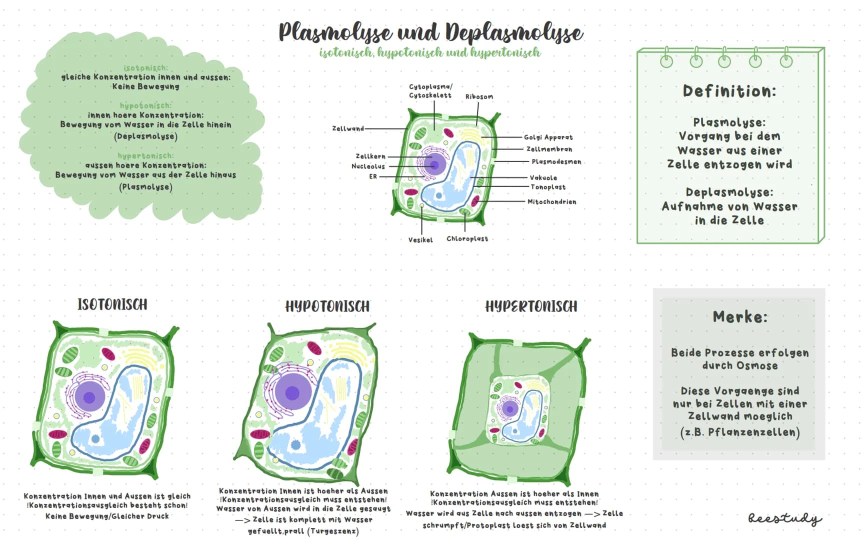 # Biologieklausur

## Themen:

1.Diffusion und Osmose

Plasmolyse/Deplasmolyse

Isotonische, hypotonische und hypertonische Loesungsmittel

