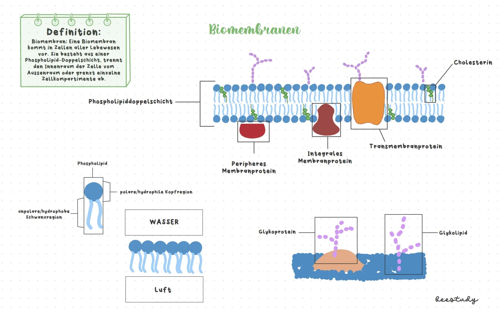 # Biologieklausur

## Themen:

1.Diffusion und Osmose

Plasmolyse/Deplasmolyse

Isotonische, hypotonische und hypertonische Loesungsmittel

