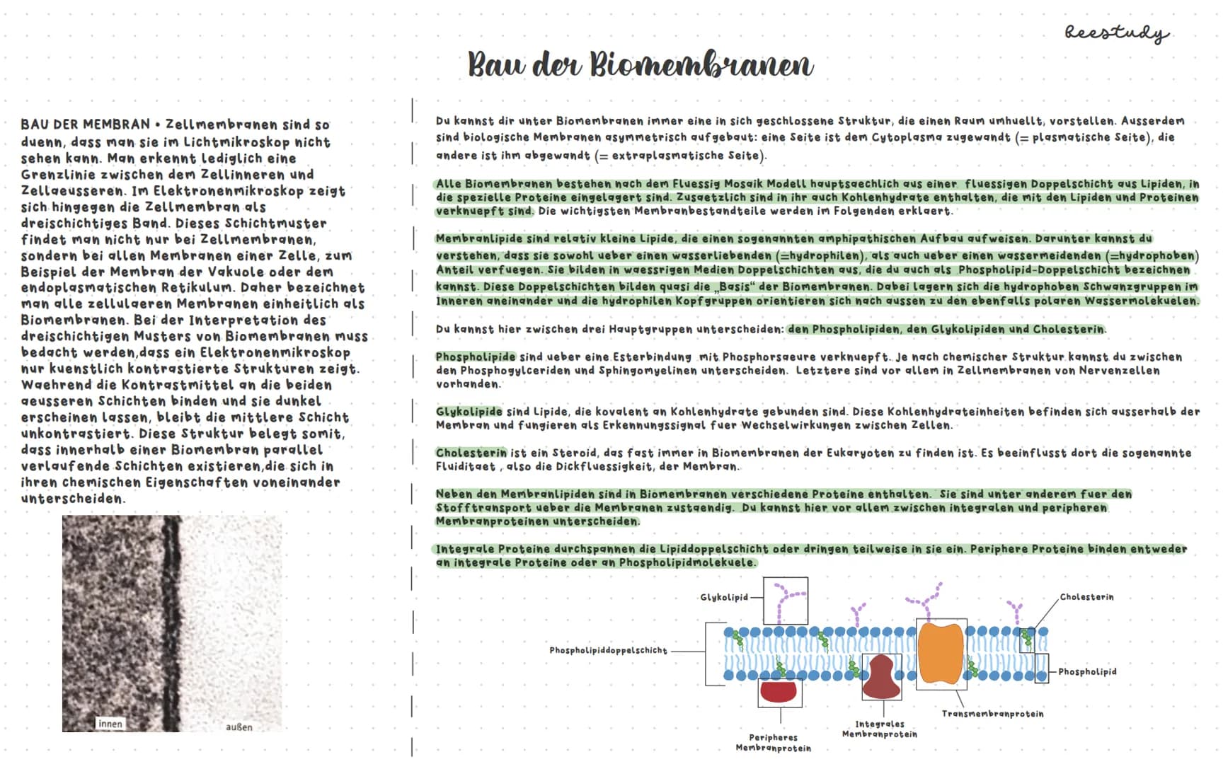 # Biologieklausur

## Themen:

1.Diffusion und Osmose

Plasmolyse/Deplasmolyse

Isotonische, hypotonische und hypertonische Loesungsmittel

