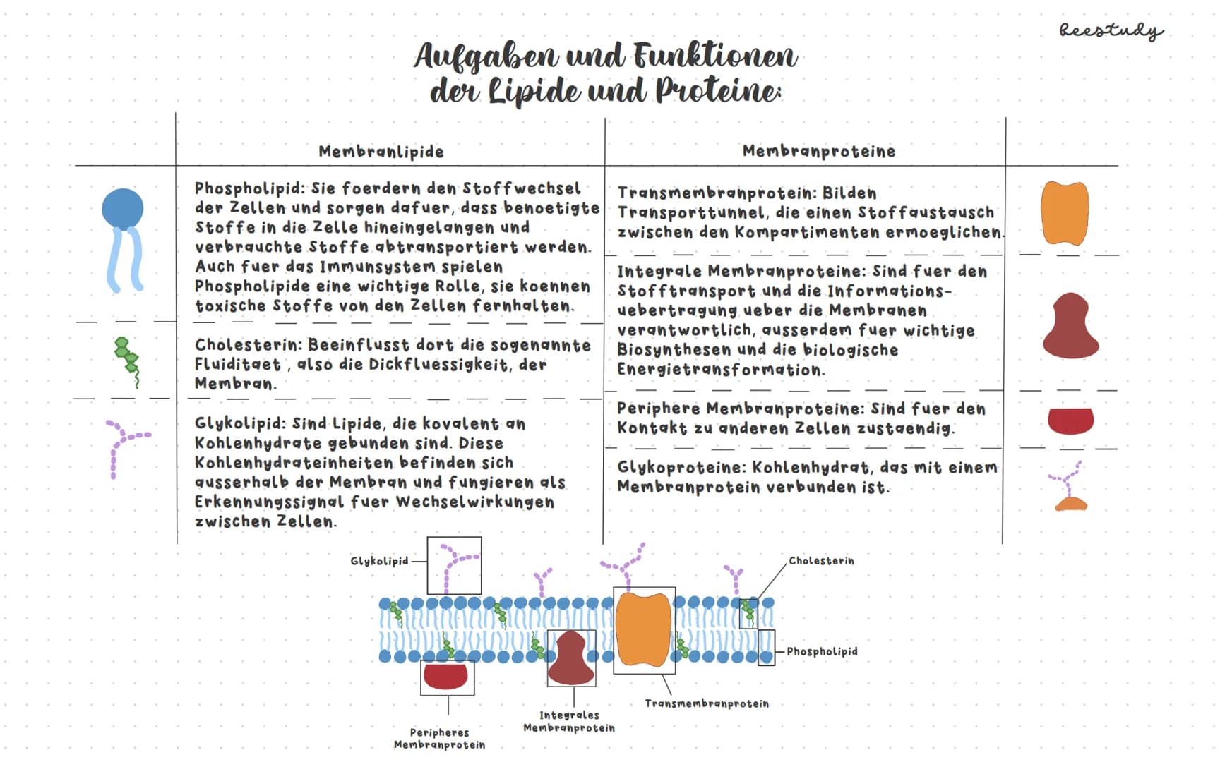 # Biologieklausur

## Themen:

1.Diffusion und Osmose

Plasmolyse/Deplasmolyse

Isotonische, hypotonische und hypertonische Loesungsmittel

