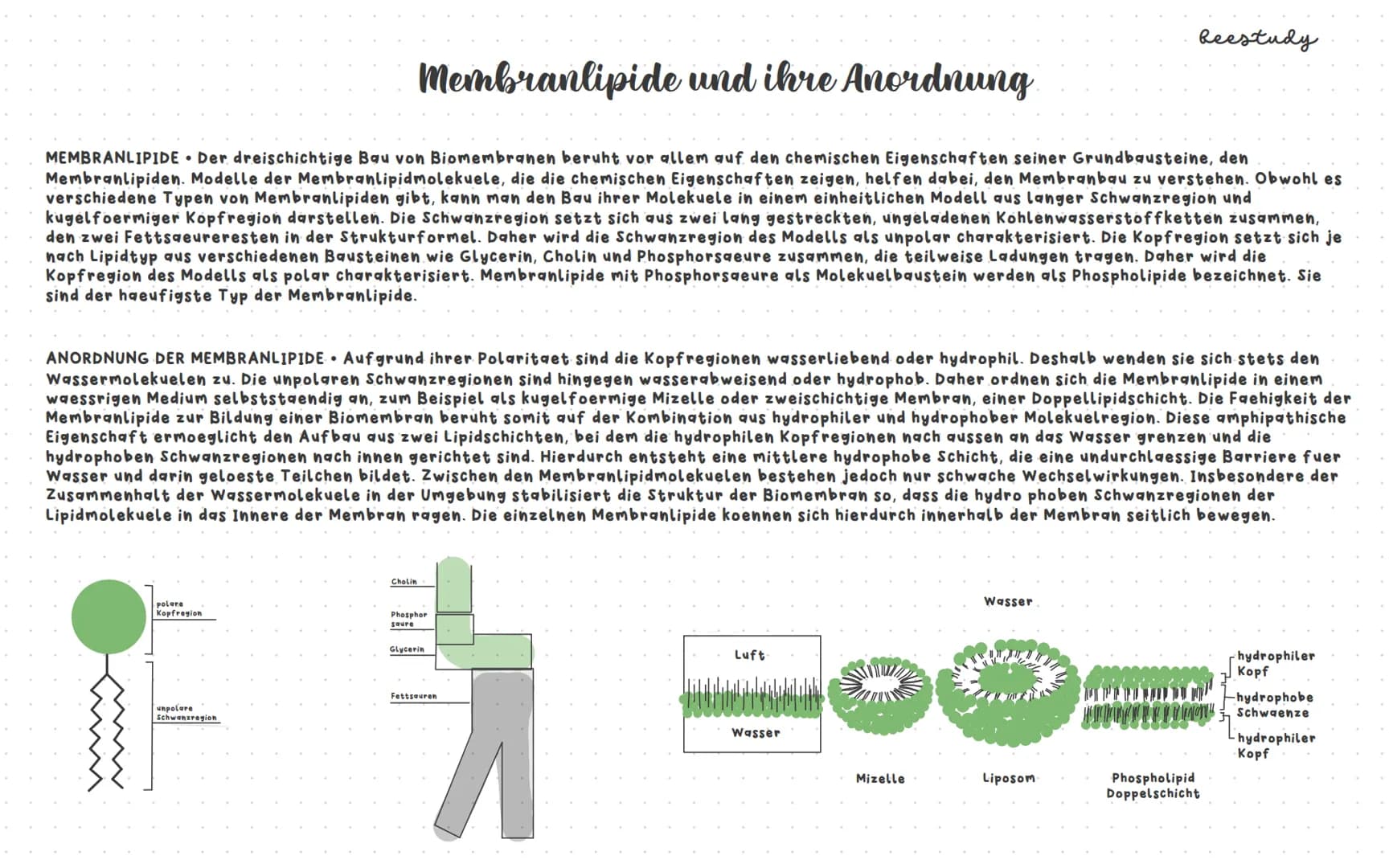 # Biologieklausur

## Themen:

1.Diffusion und Osmose

Plasmolyse/Deplasmolyse

Isotonische, hypotonische und hypertonische Loesungsmittel

