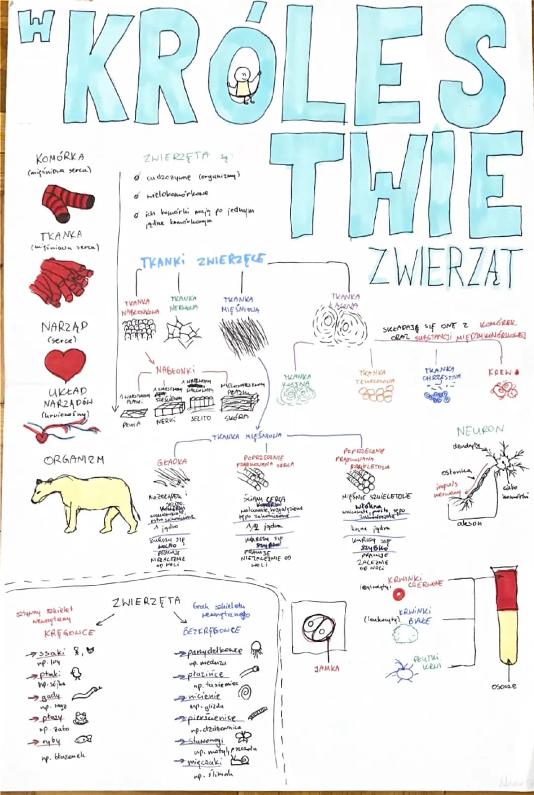 # "KRÓLES

# THIE

KOMÓRKA
(mięśniona serca)

TKANKA
(mięśniowa serca)

ZWIERZĘTA
Ó cudzozyume (organizmy)
o wielokomórkowe
oich komórki muj