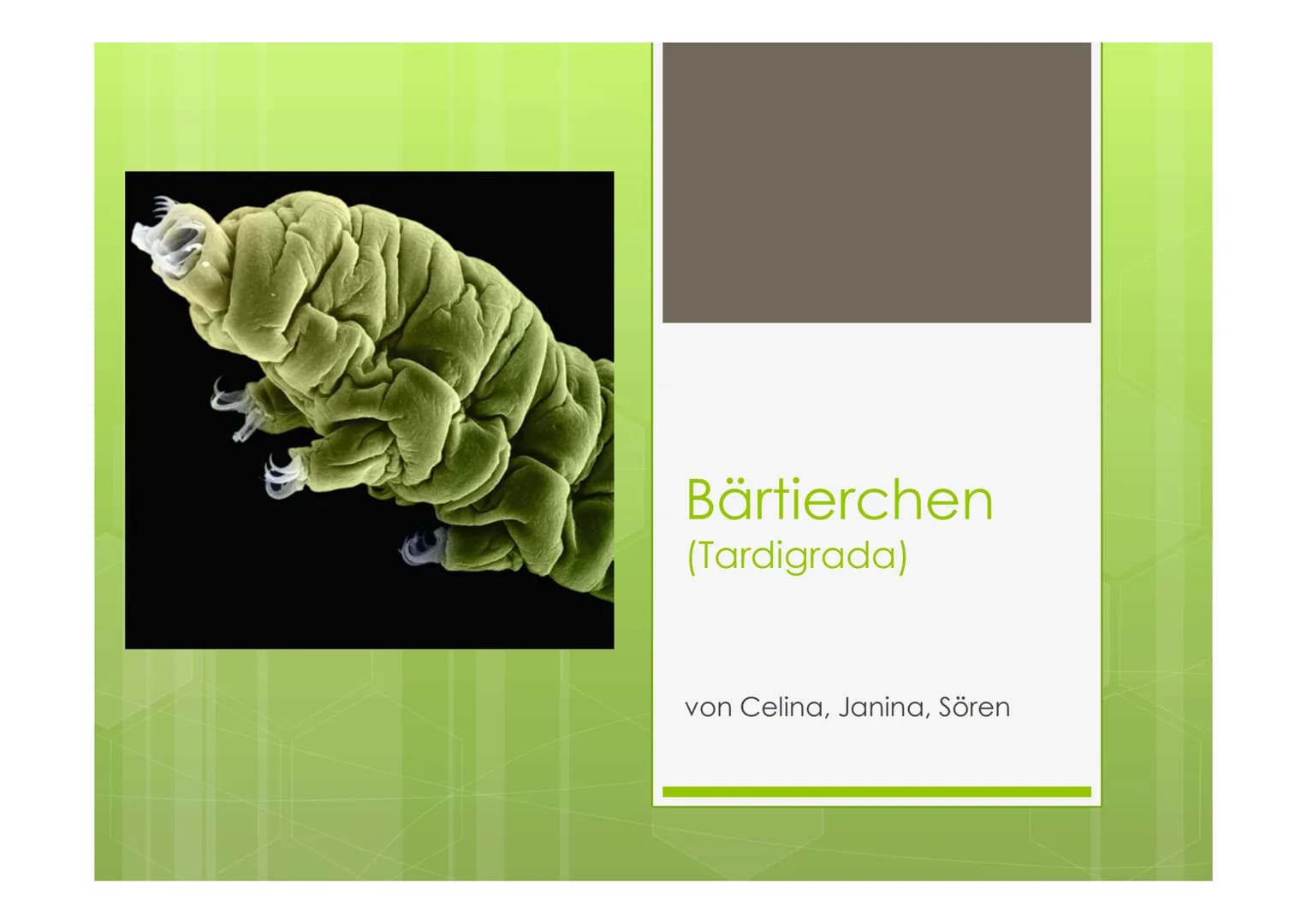 Bärtierchen
(Tardigrada)

von Celina, Janina, Sören Leg
muscle
Egg
Pharynx
Salivary
gland
Ovary Malpighian
tubule
Eyespot
Cerebral
ganglion
