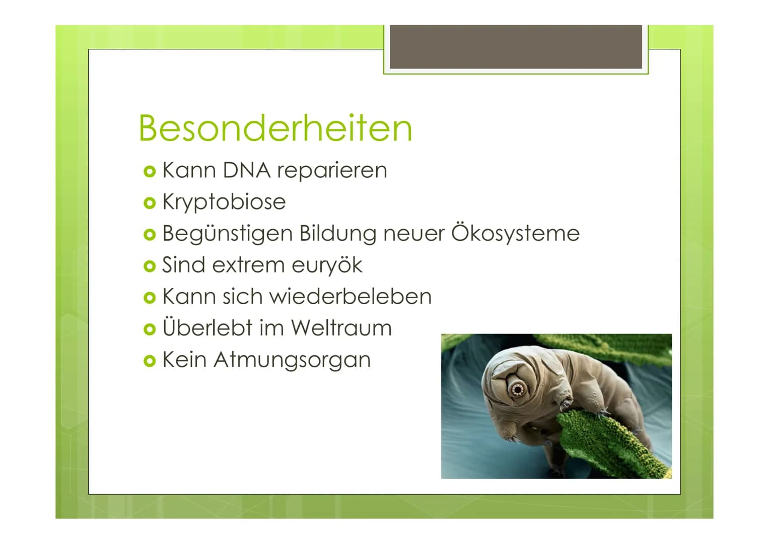 Bärtierchen
(Tardigrada)

von Celina, Janina, Sören Leg
muscle
Egg
Pharynx
Salivary
gland
Ovary Malpighian
tubule
Eyespot
Cerebral
ganglion
