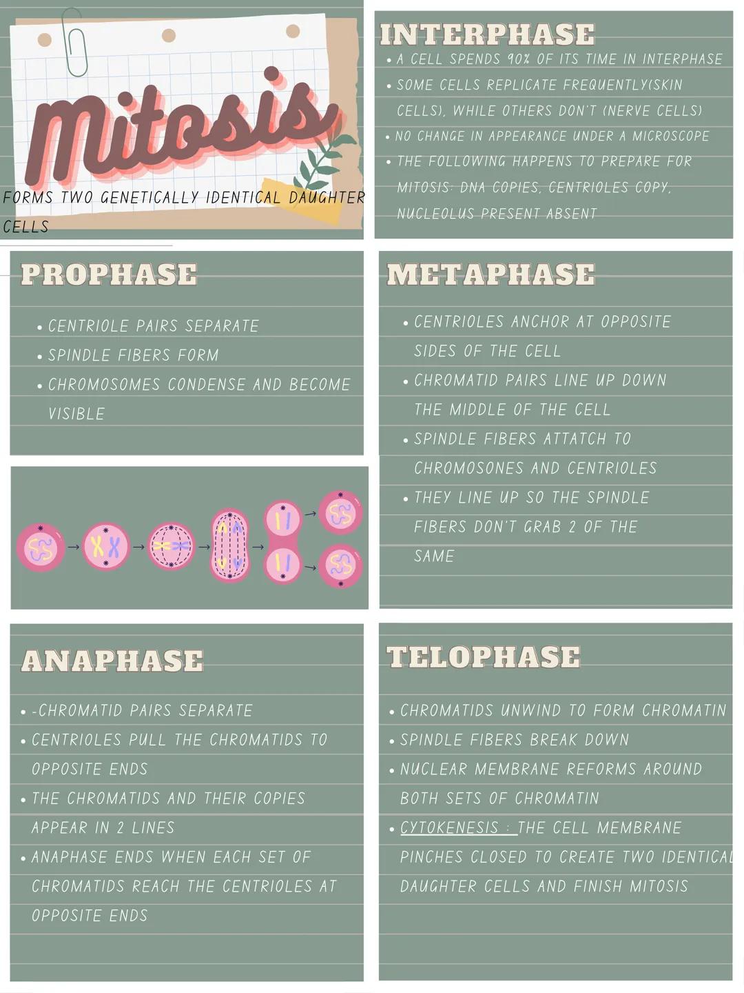 Mitosis
FORMS TWO GENETICALLY IDENTICAL DAUGHTER
CELLS

PROPHASE
• CENTRIOLE PAIRS SEPARATE
• SPINDLE FIBERS FORM
• CHROMOSOMES CONDENSE AND
