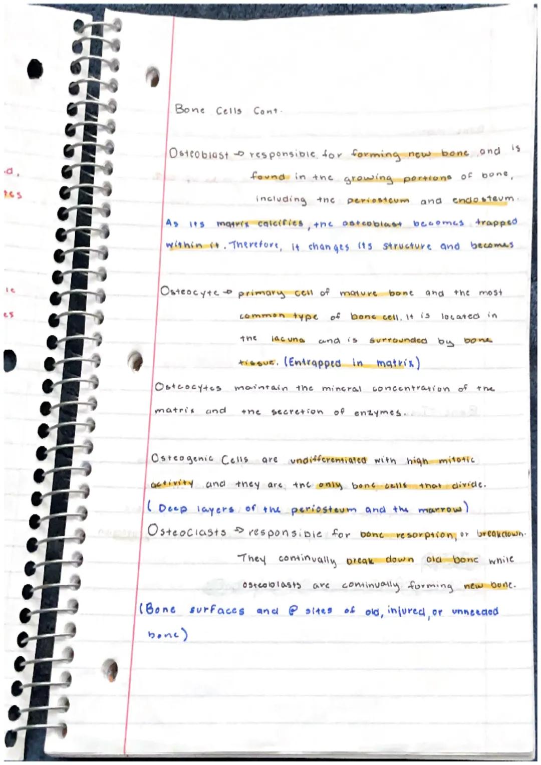 Skeletal System

Bone or Osscous Tissue $\rightarrow$ a hard, dense connective
tissue that forms most of the adult skeleton, the
Support str