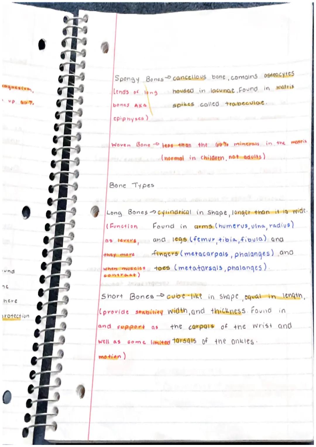 Skeletal System

Bone or Osscous Tissue $\rightarrow$ a hard, dense connective
tissue that forms most of the adult skeleton, the
Support str