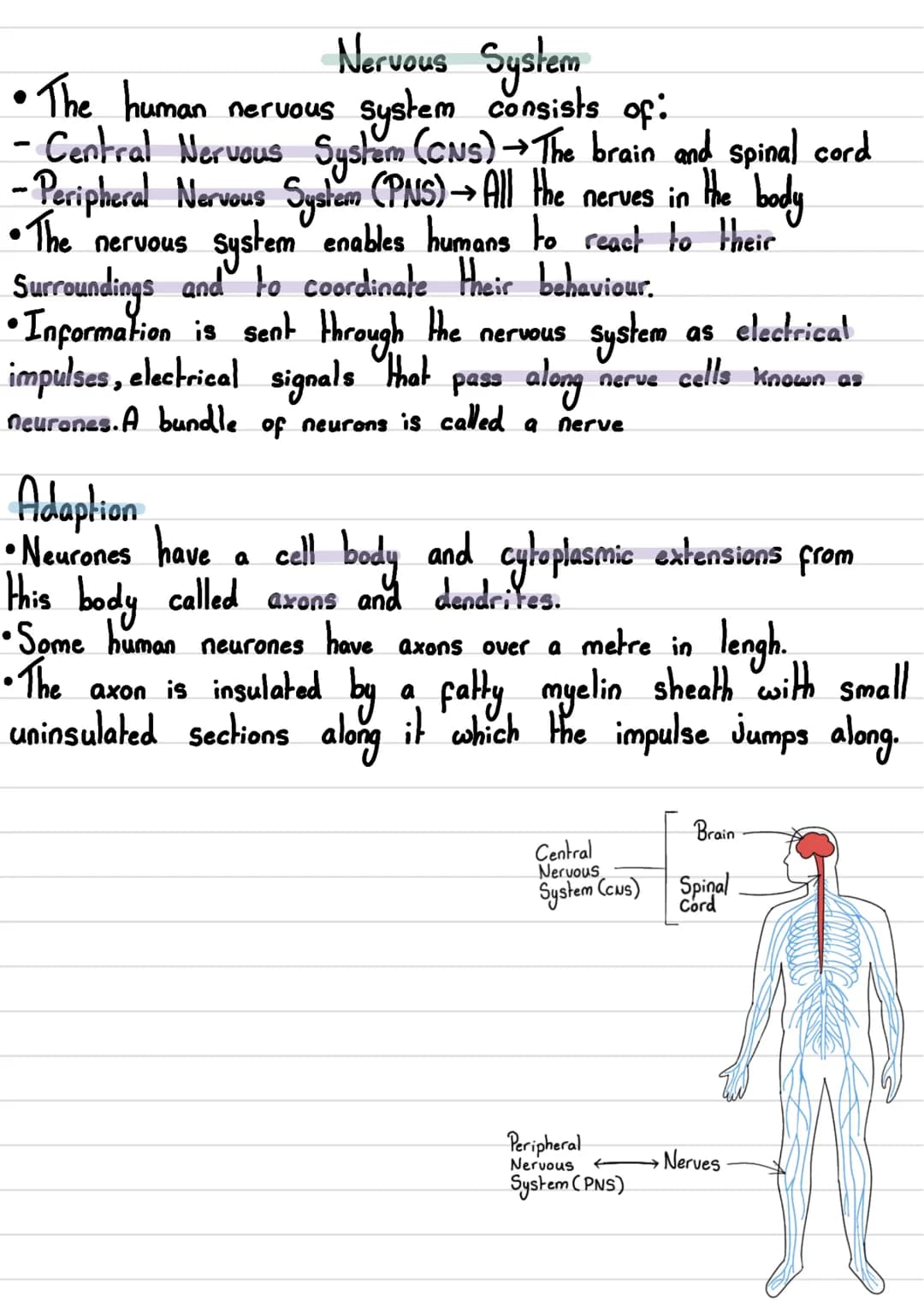 Nervous System

• The human nervous System consists of:
- Central Nervous System (CNS)→ The brain and spinal cord
- Peripheral Nervous Syste