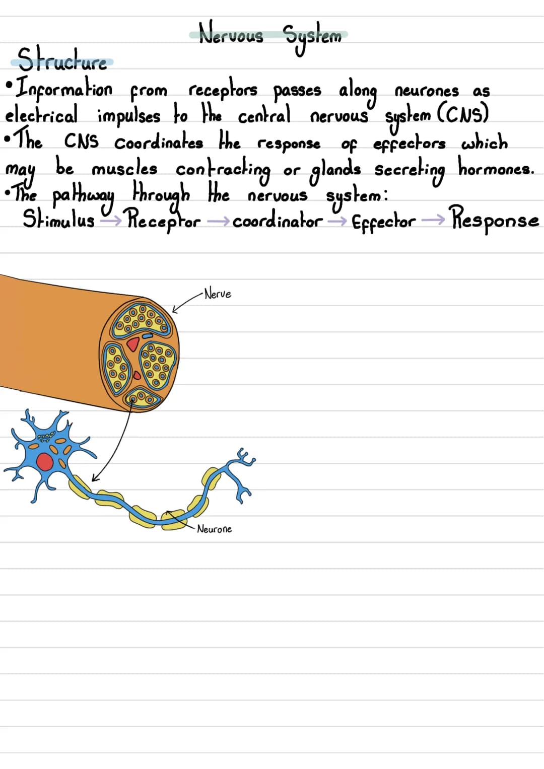 Nervous System

• The human nervous System consists of:
- Central Nervous System (CNS)→ The brain and spinal cord
- Peripheral Nervous Syste
