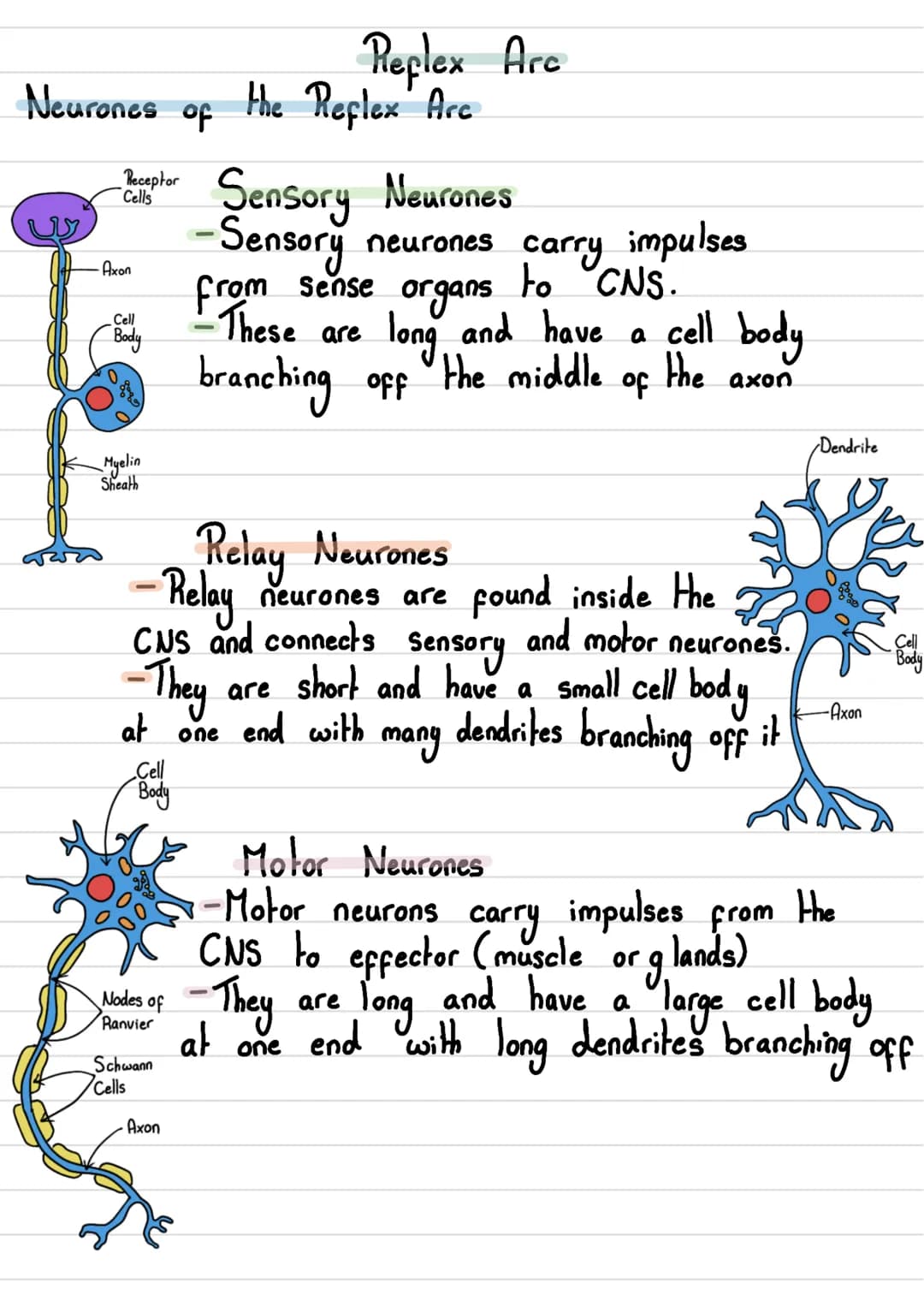 Nervous System

• The human nervous System consists of:
- Central Nervous System (CNS)→ The brain and spinal cord
- Peripheral Nervous Syste